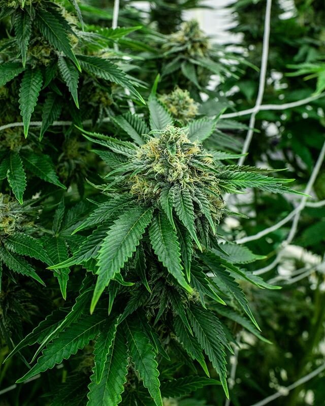 🍋🔥 The perfect post #superbowl2020 remedy! Try our Lemon OG available now at @seaweedcannabis and @tjscannabis_ in Shelton. 📷 @apotfarmersdaughter