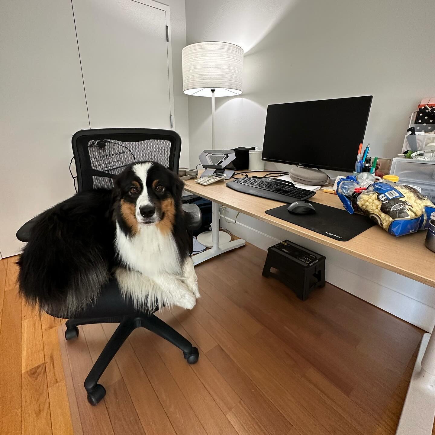 With my wife back at the office three days a week, Roo&rsquo;s had to step up his hustle.