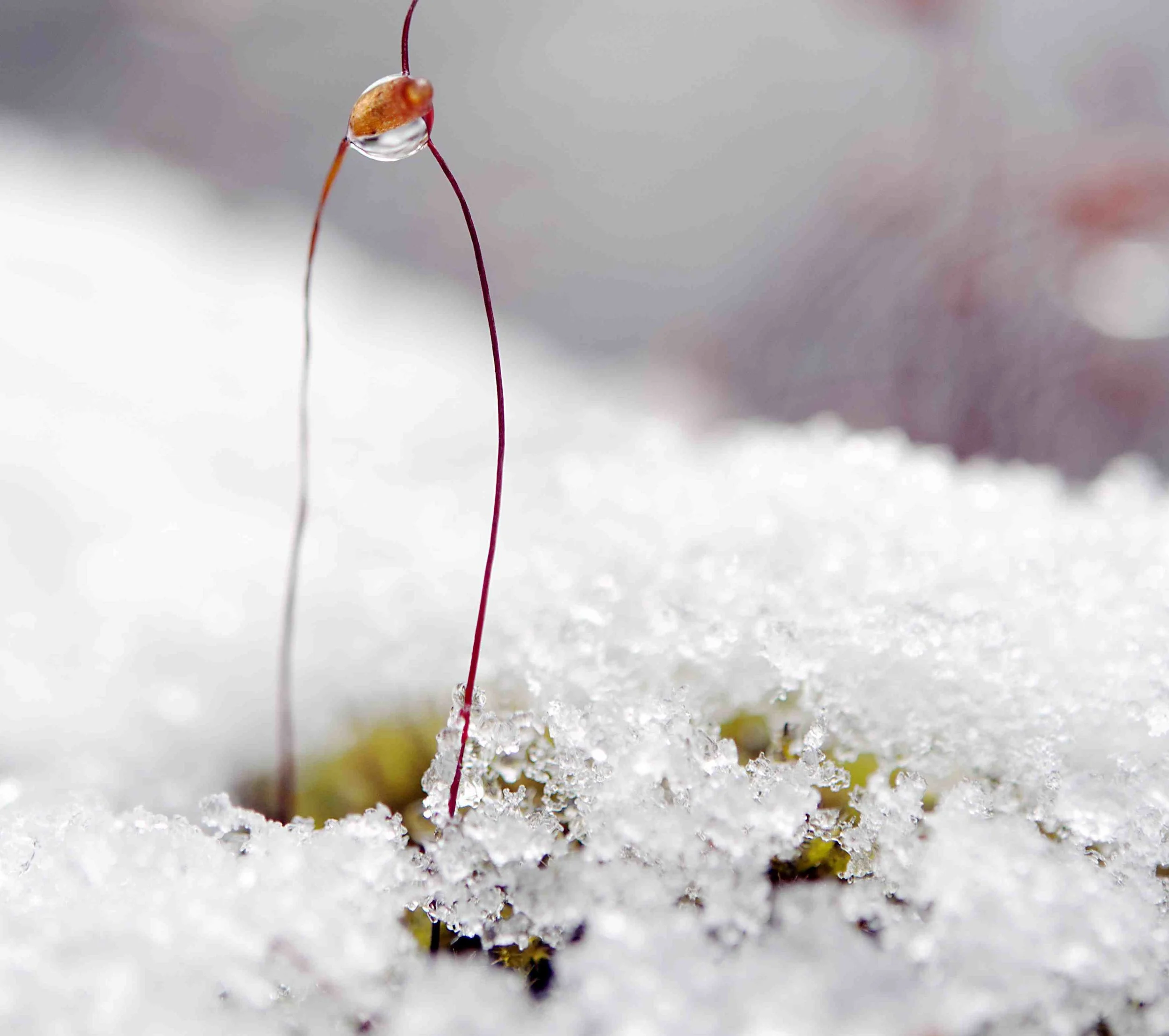snow 2.jpg