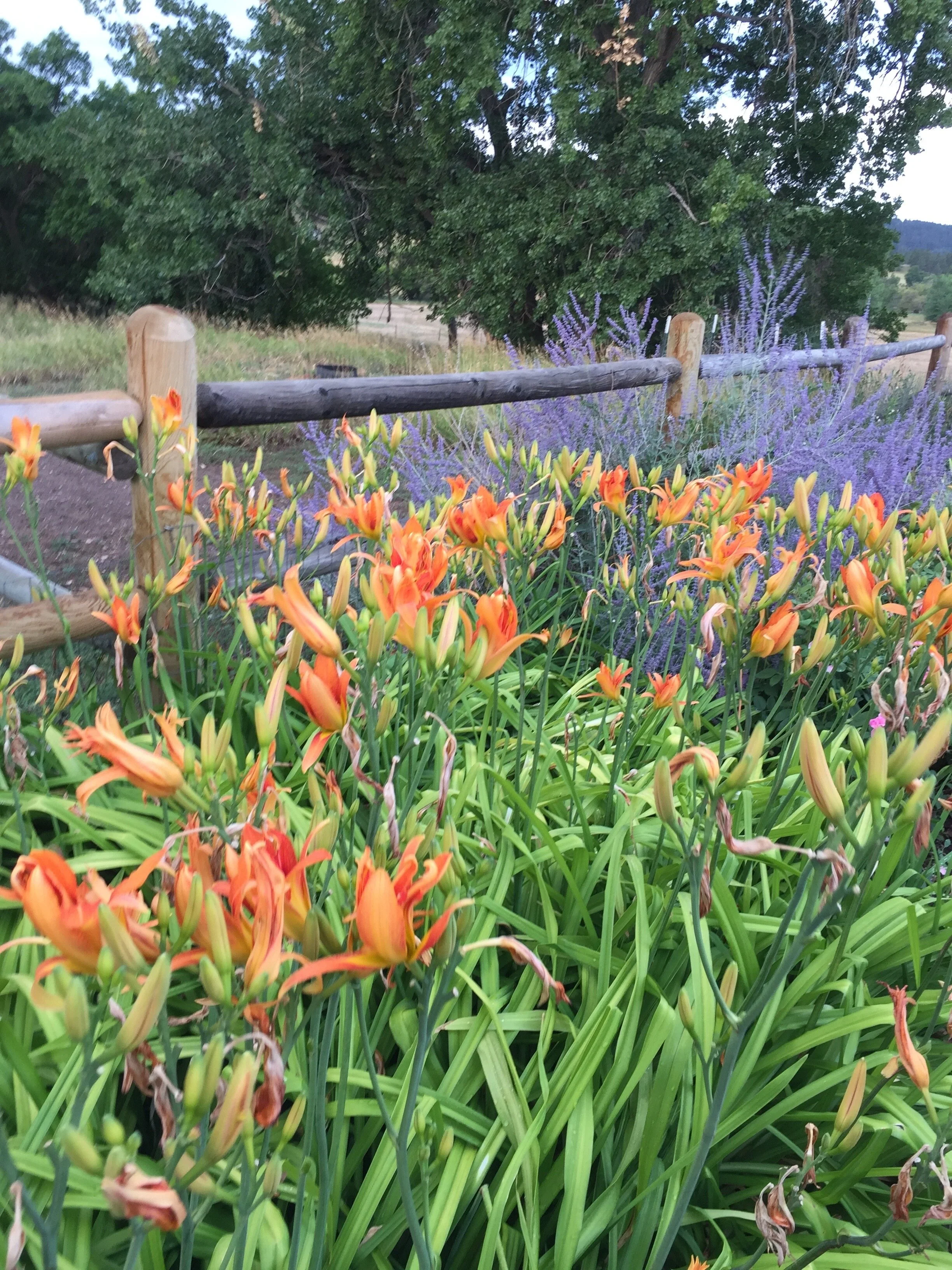 IMG_0069.jpeg