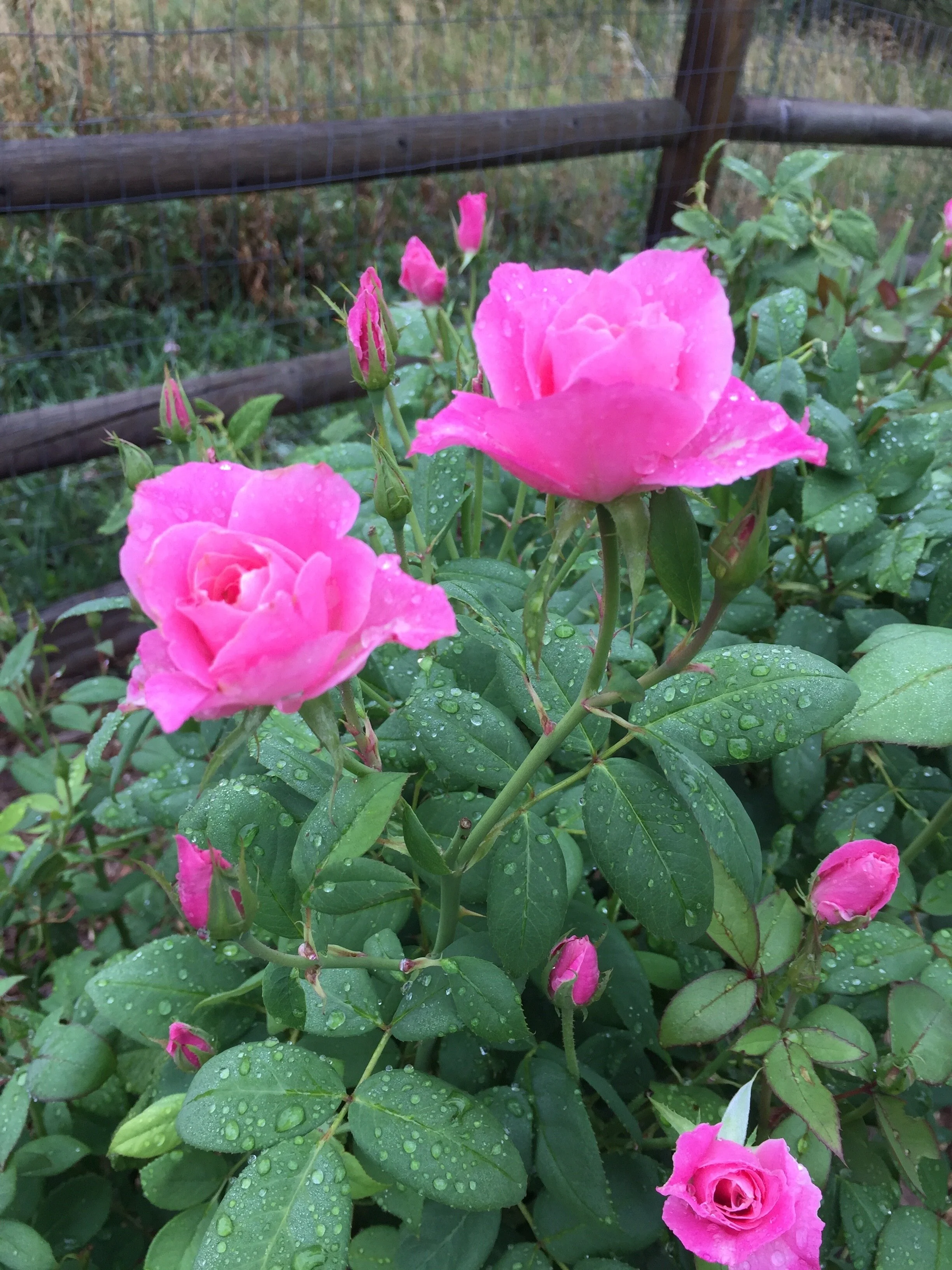 IMG_0085.jpeg
