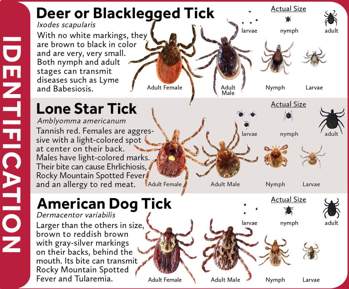 Tick with red legs