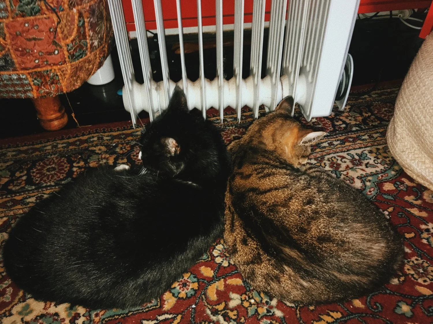 Furbabies_WEB.jpg
