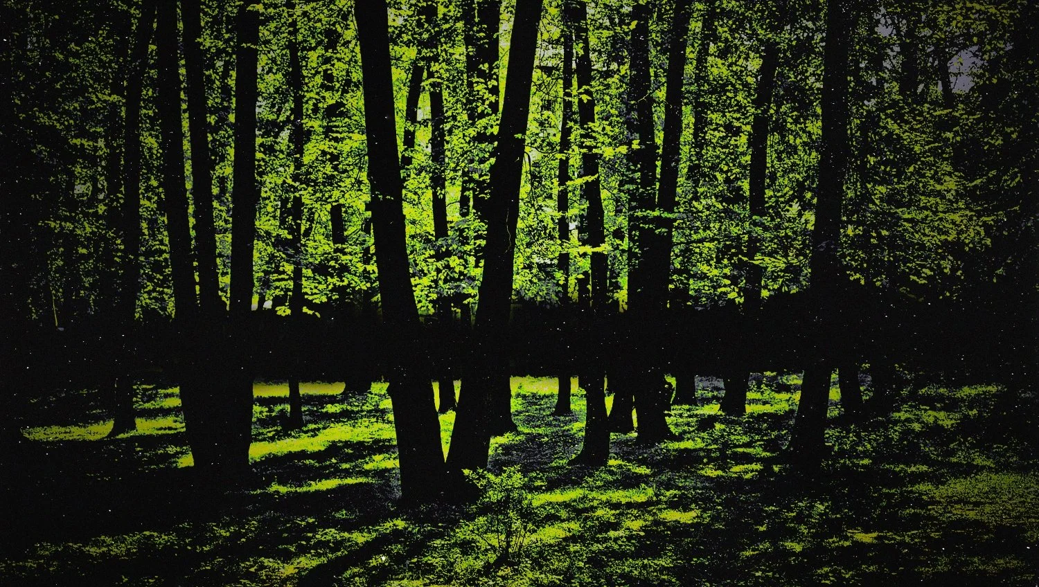 A lush green forest with sunlight filtering through the trees, casting shadows on the ground. putrid space © Alexandra Crisbășan