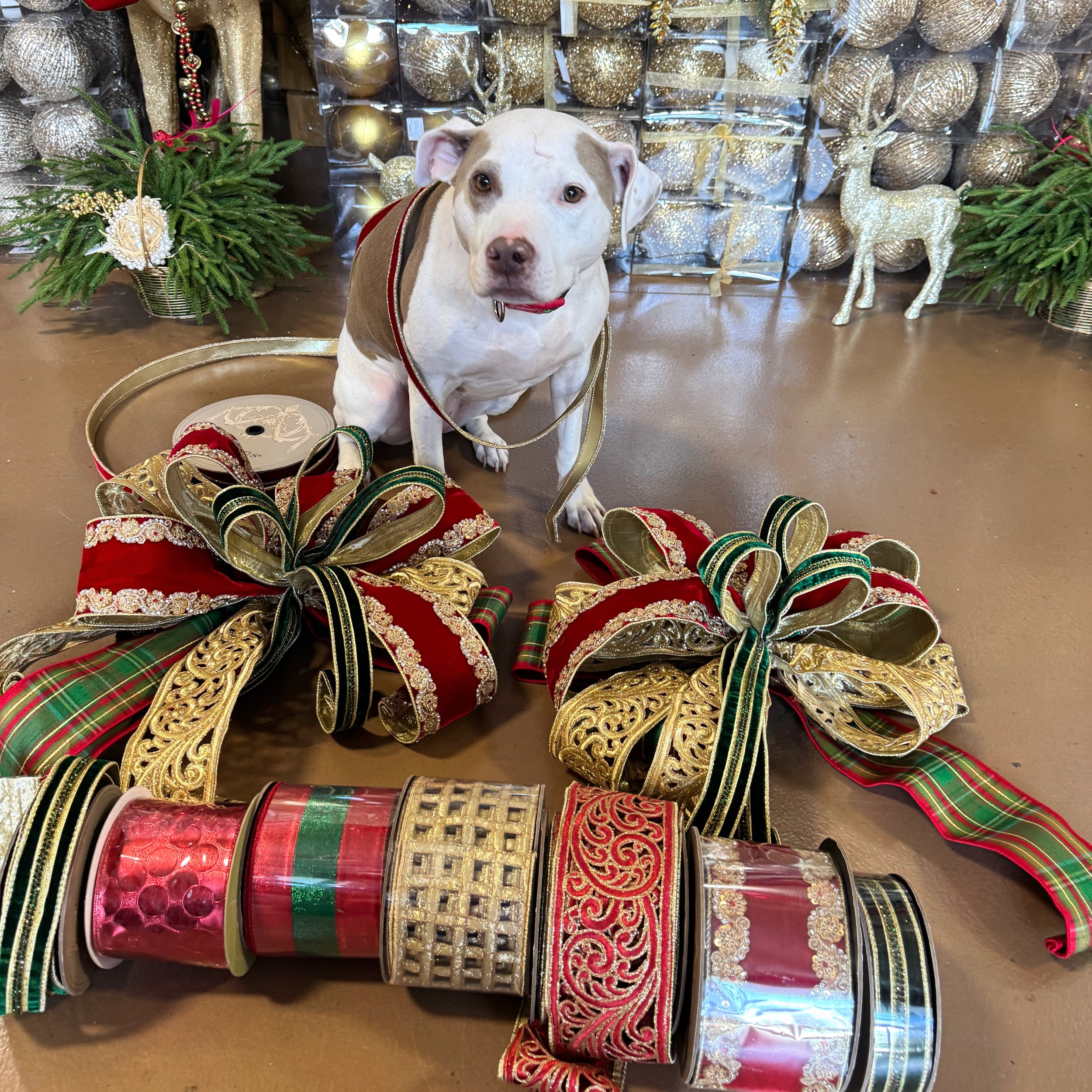 Hand-tied Christmas bows in red velvet and gold with Daisy, Arcadia’s showroom greeter