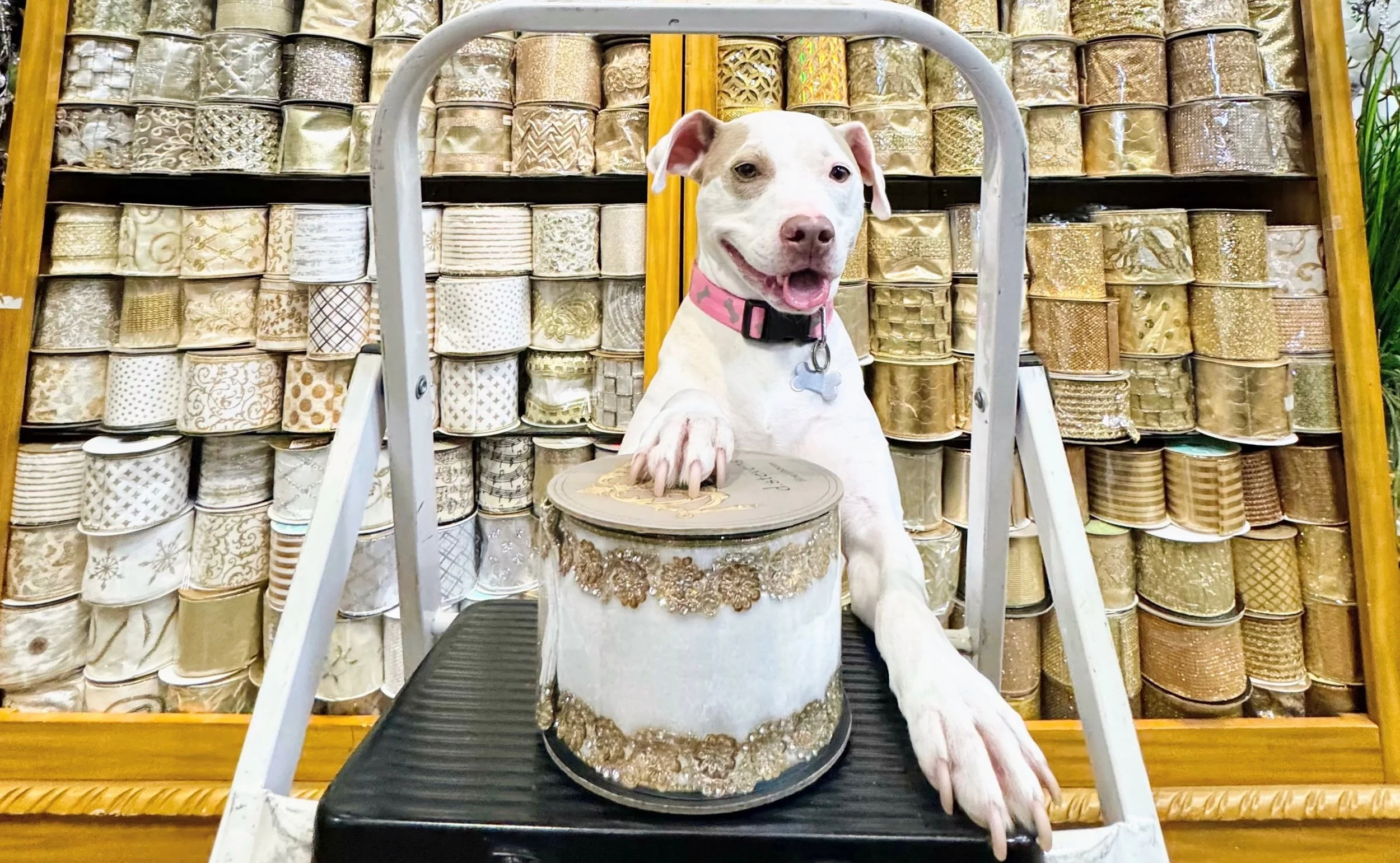 Daisy resting her paw on a spool of ivory and gold trimmed ribbon at Arcadia’s Houston showroom