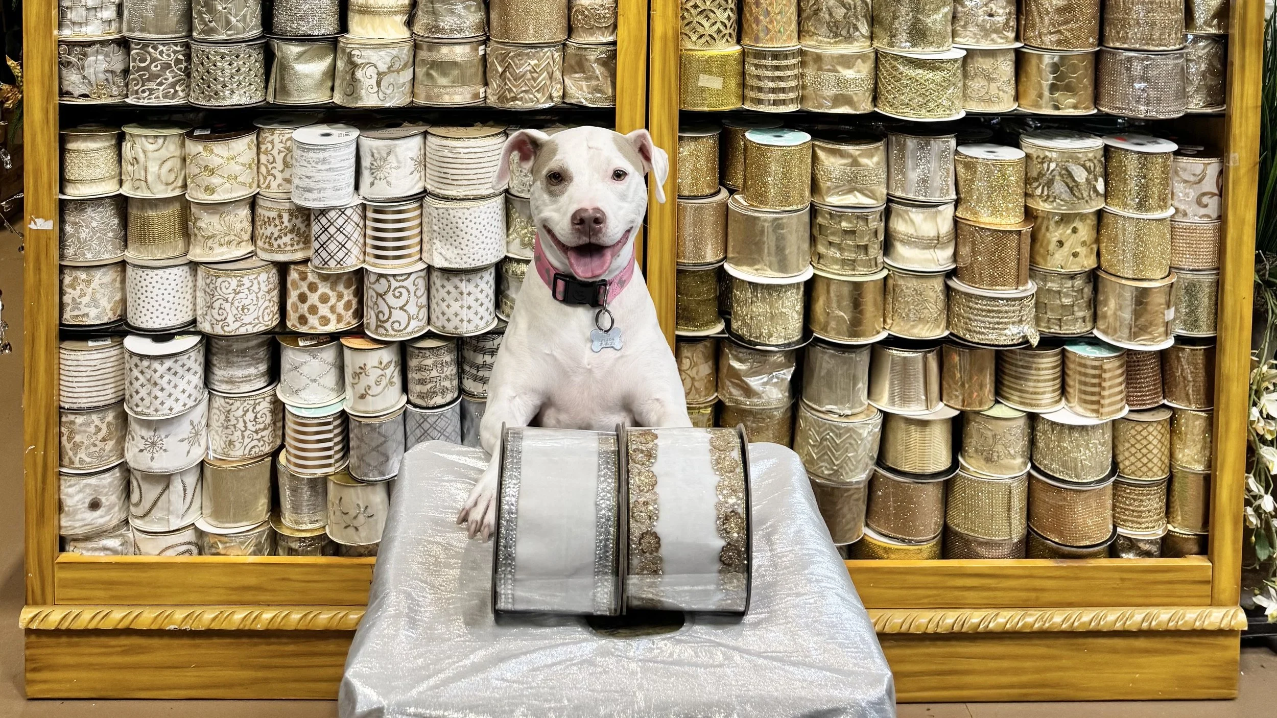 Daisy the showroom greeter beside a floor-to-ceiling wall of gold and silver wired ribbon at Arcadia’s Houston showroom