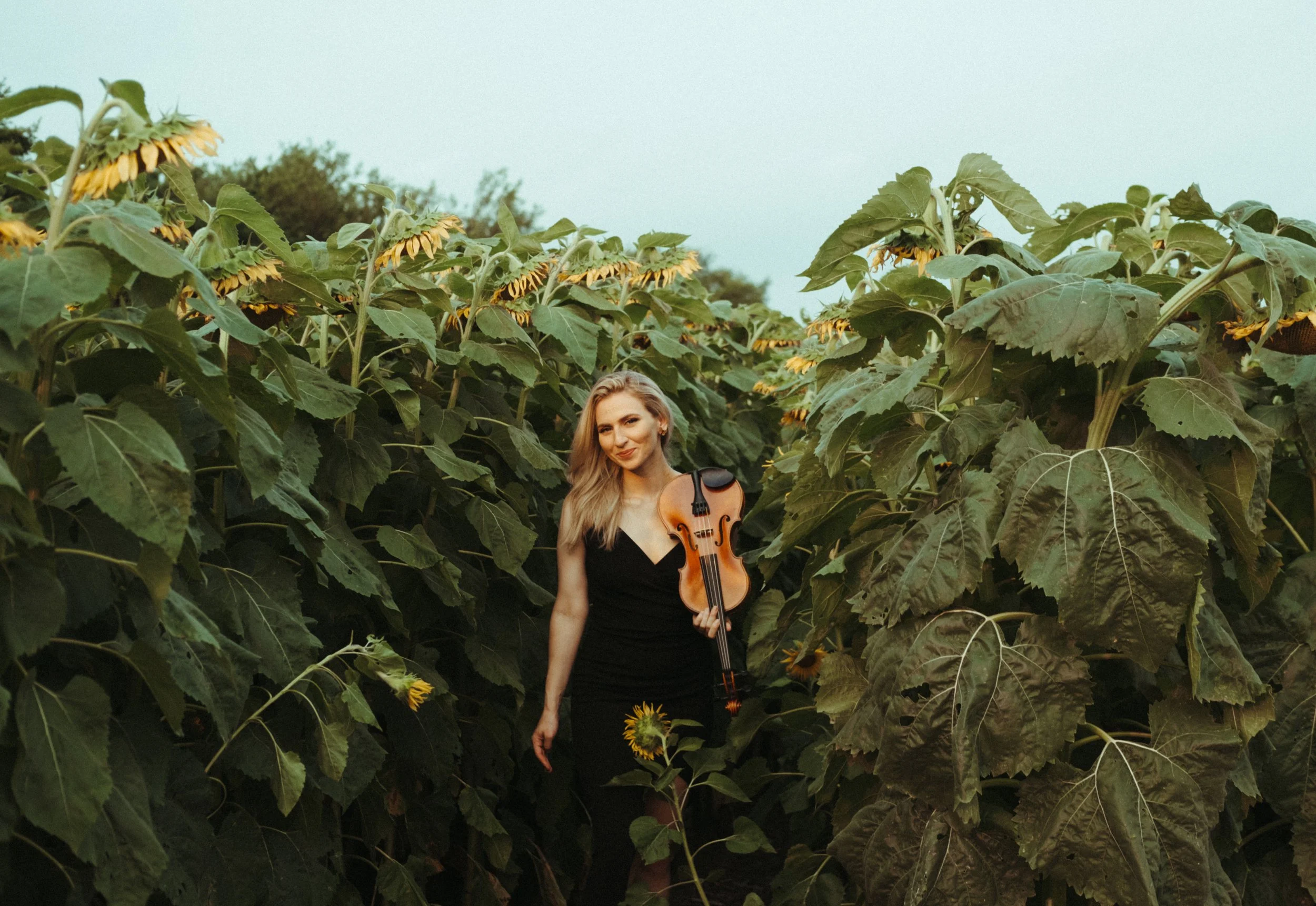 A woman in a black dress holding a violin, standing among tall sunflower plants with yellow blooms in a sunflower field.