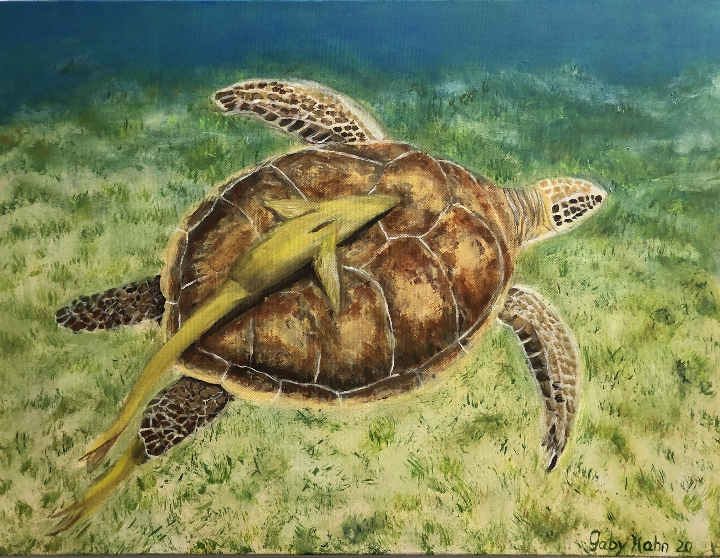 Turtle with Ramora