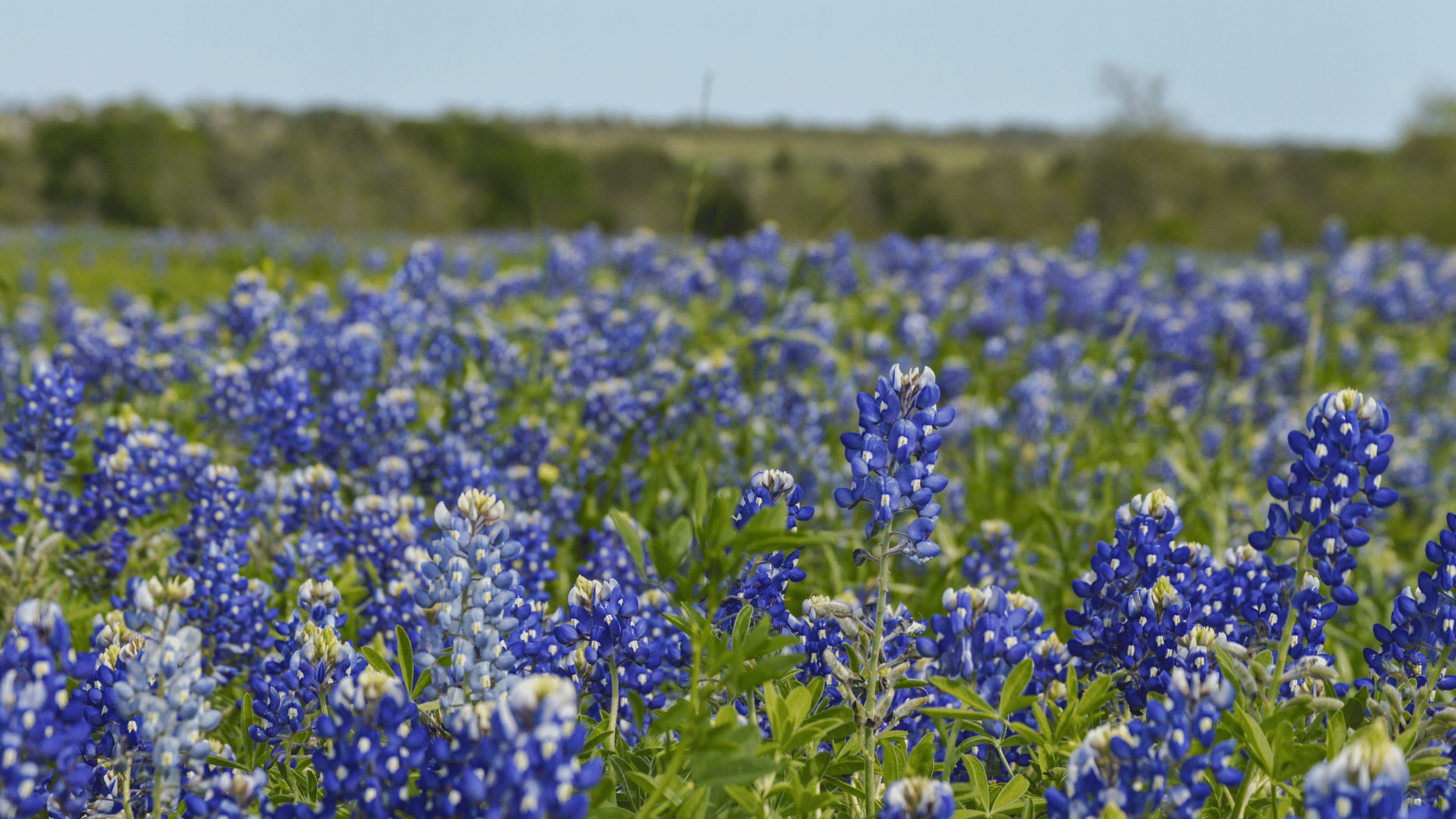 What Is Histamine and How Is It Affecting My Child’s Health?