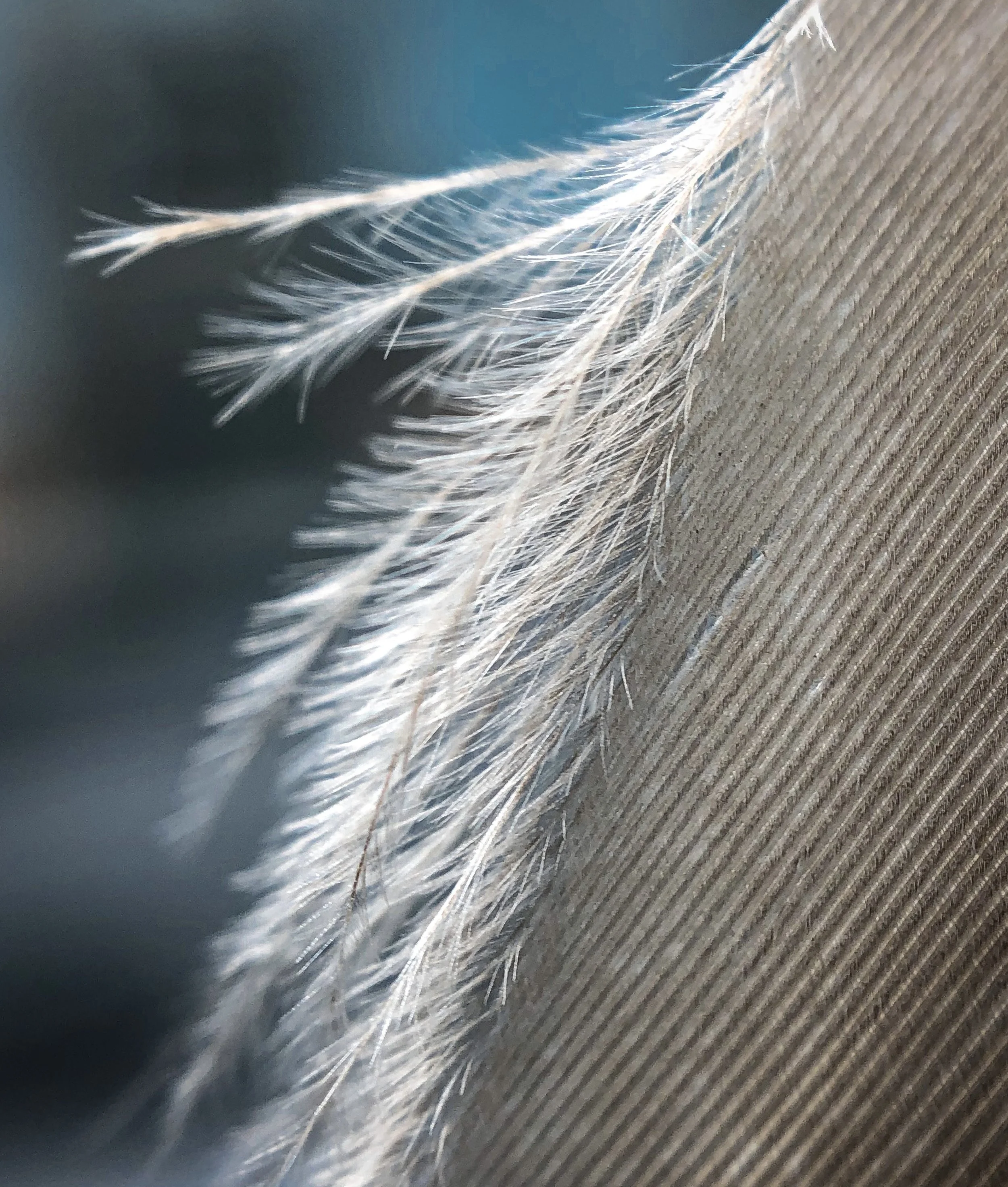 Workshop: Energetische Raumreinigung und Harmonisierung, Fortgeschrittenenkurs