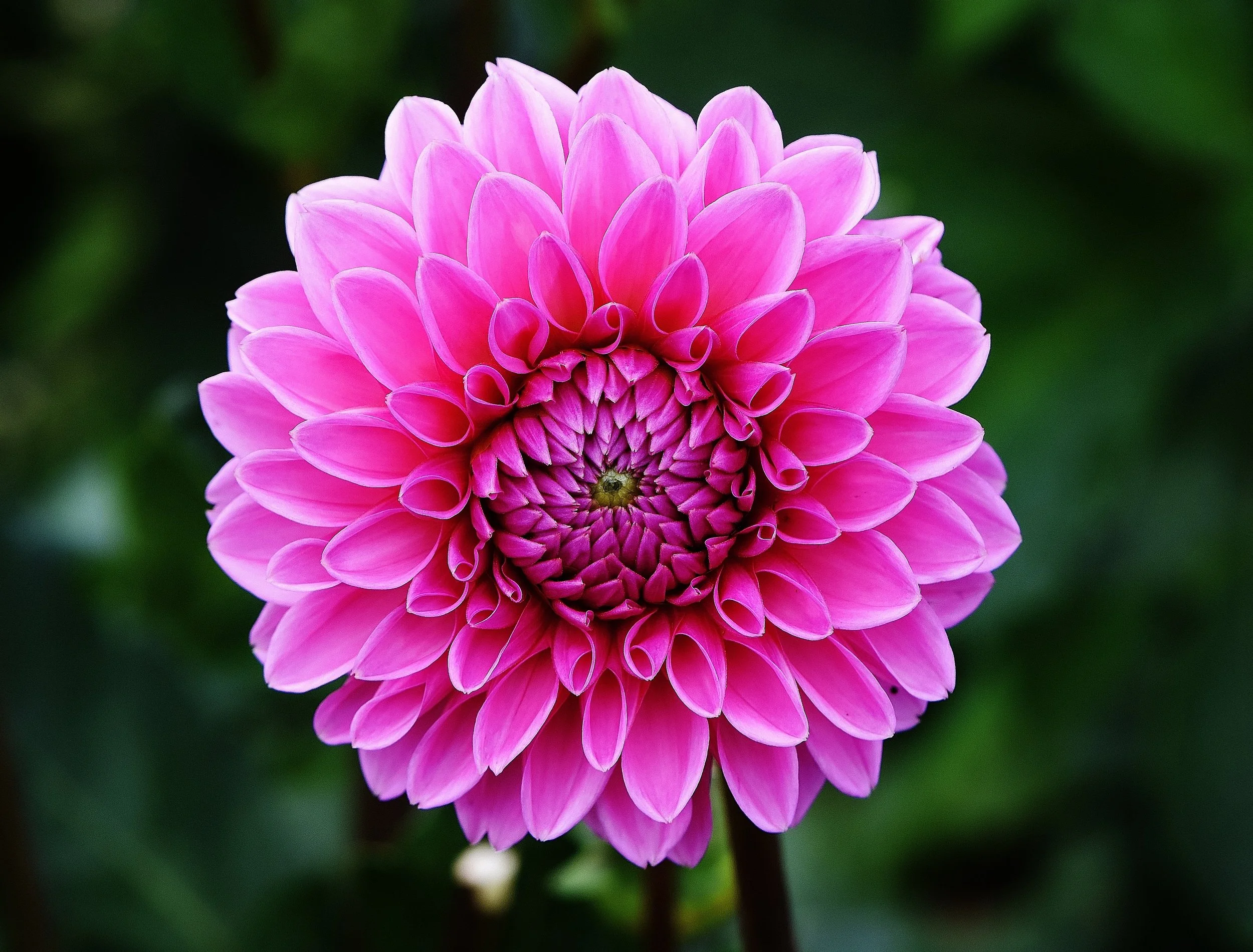 Blume.jpg