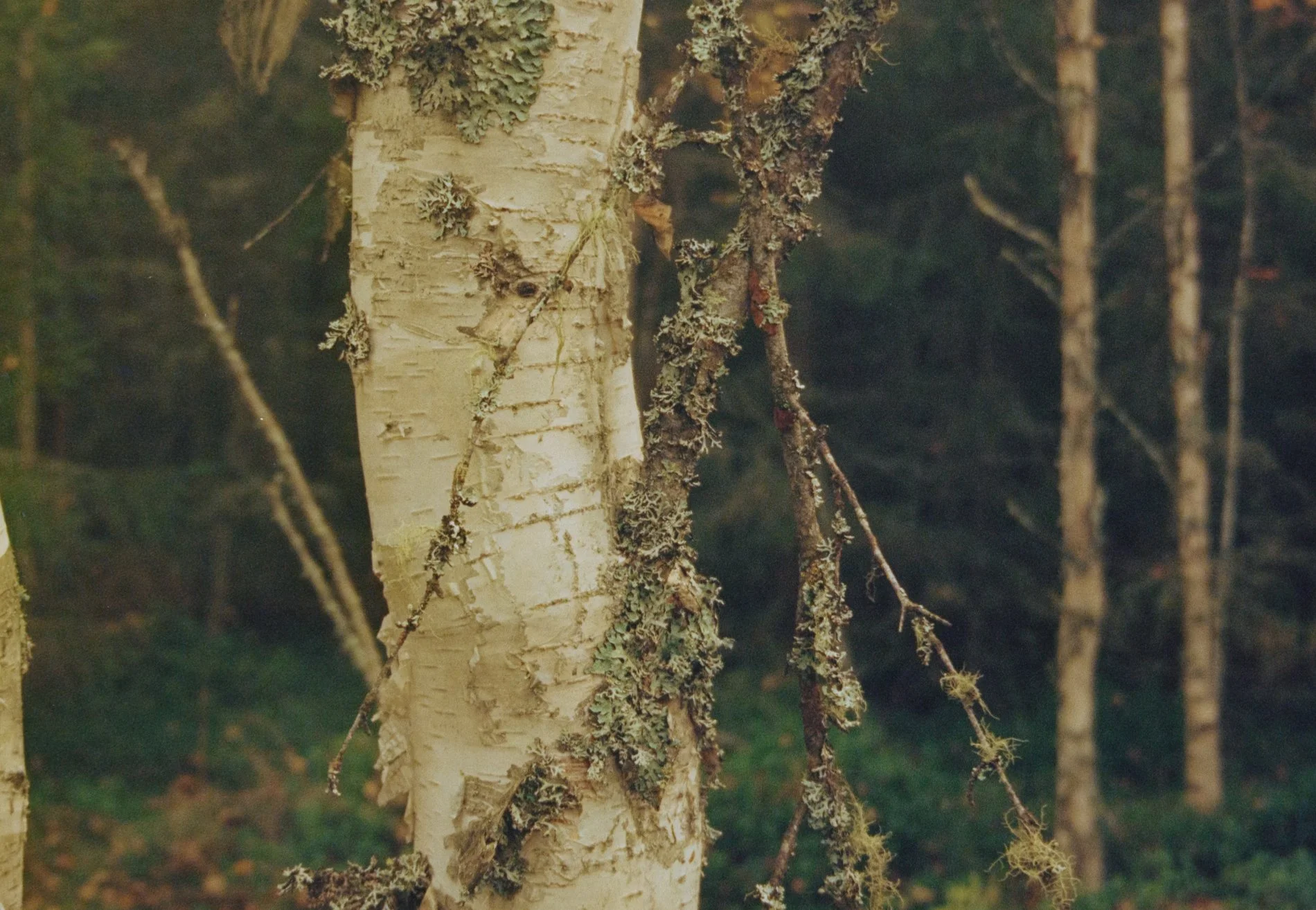 Stammen – The Birch Offering.jpg