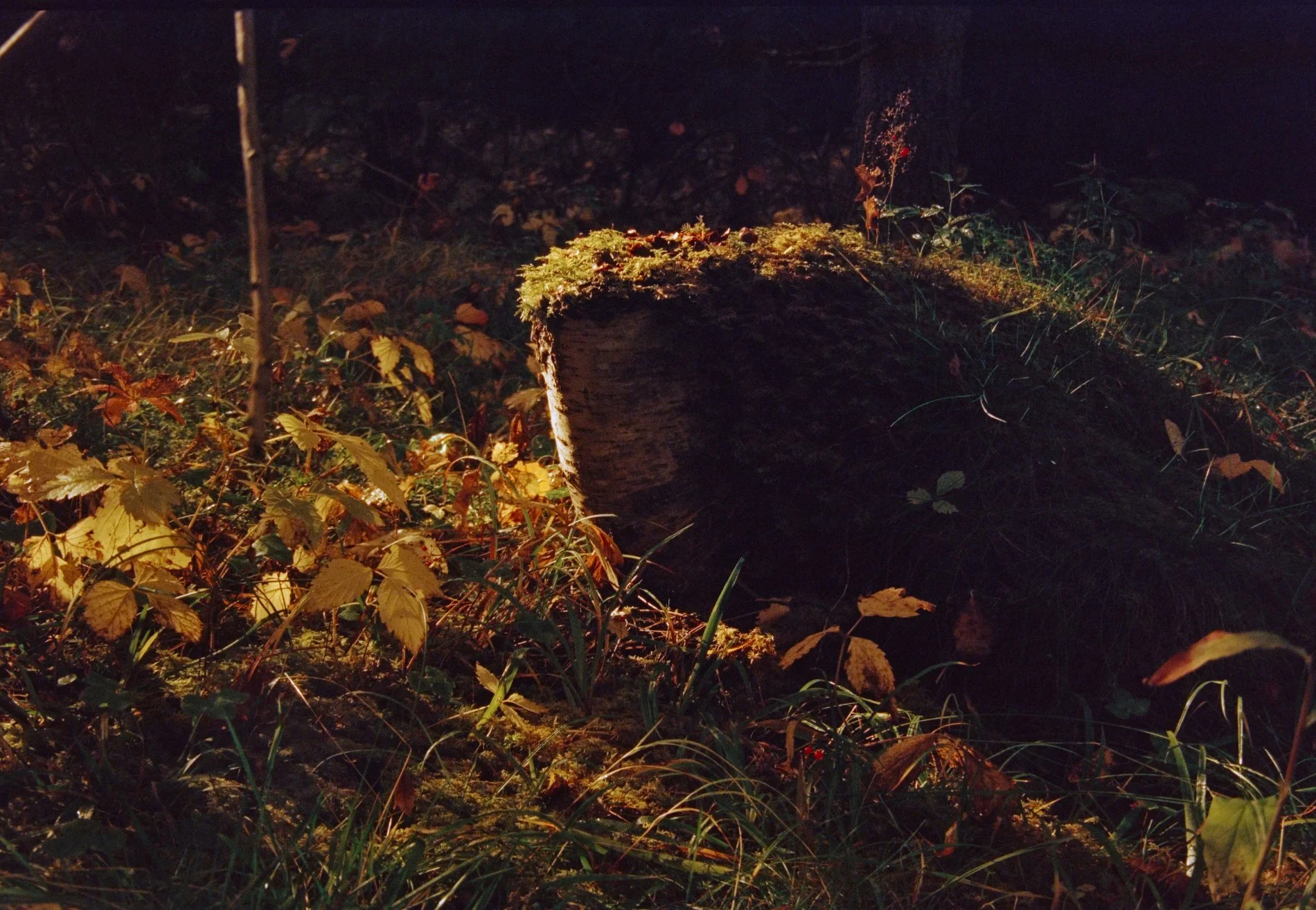 Stubben – The Giant’s Refuge.jpg