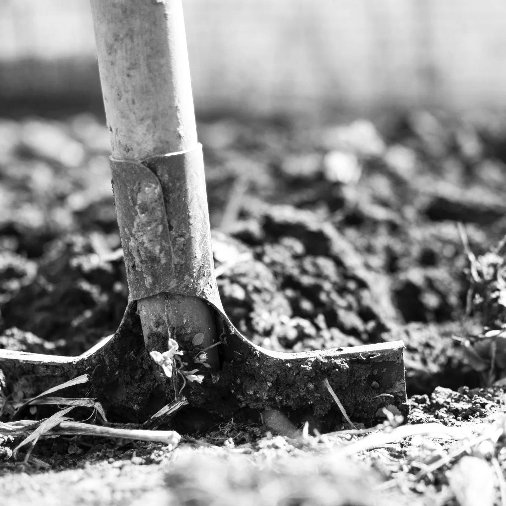 backyard-blur-close-up-296230.jpg