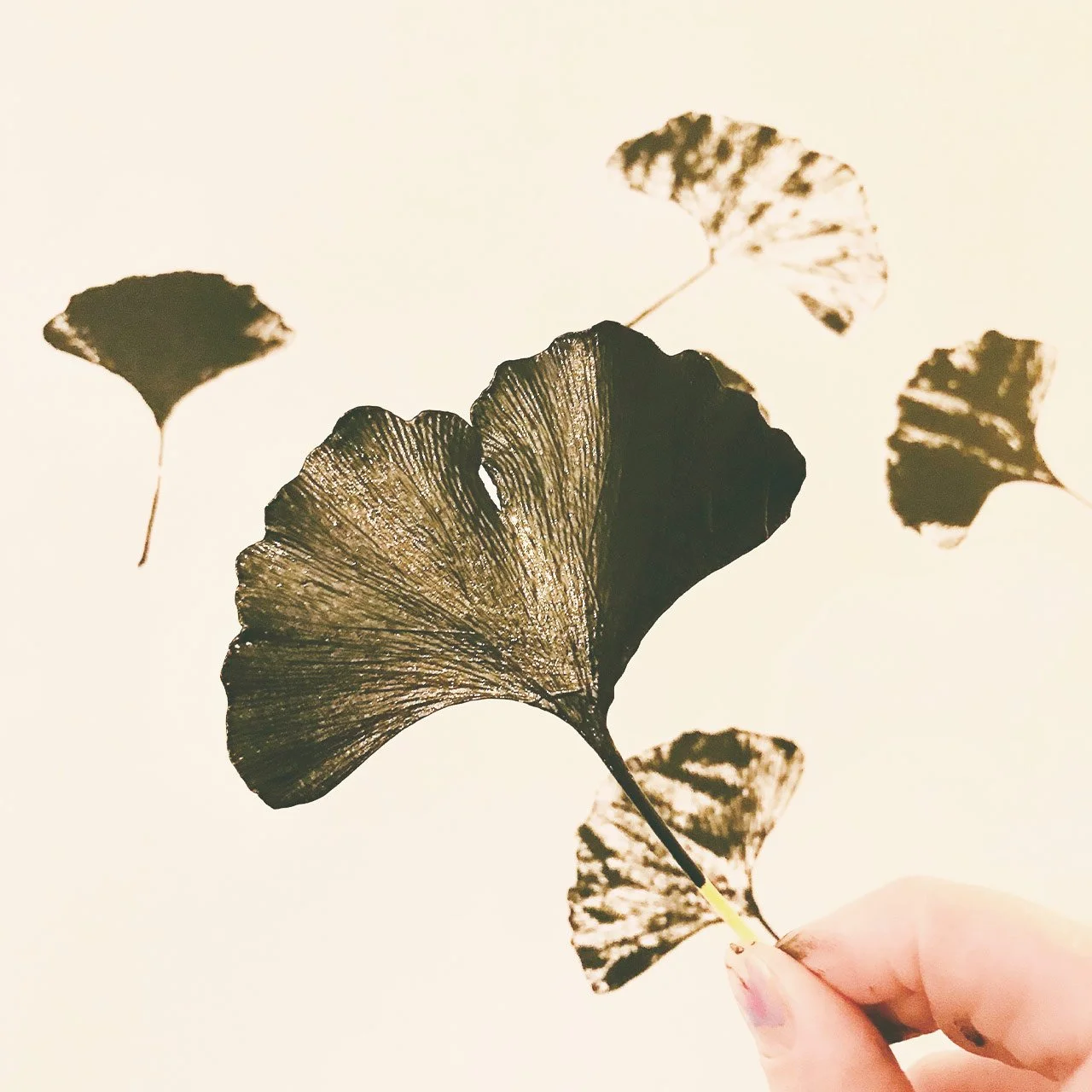 Natur-Druck-Helene-Uhl-Ginkgo-Baum-Design-Kuenstlerin-Illustration-Speyer-Frankfurt.jpg