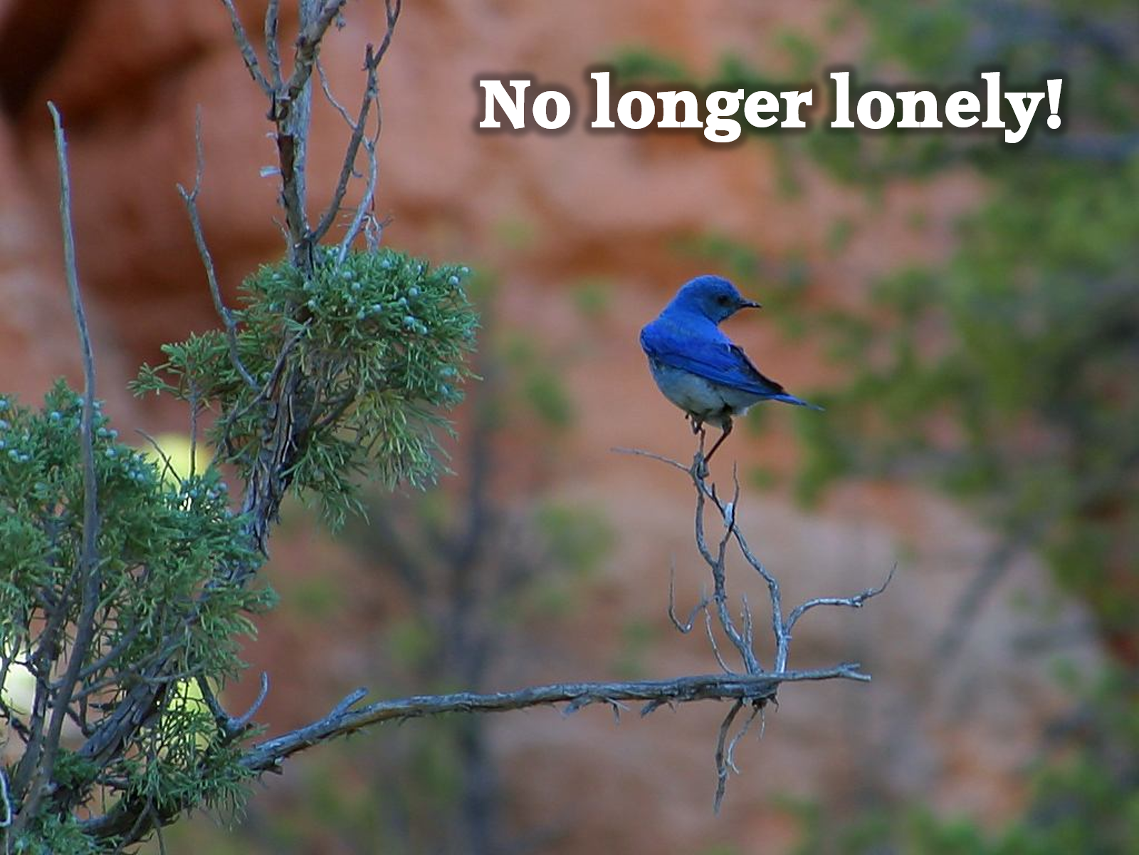 No Longer Lonely.png