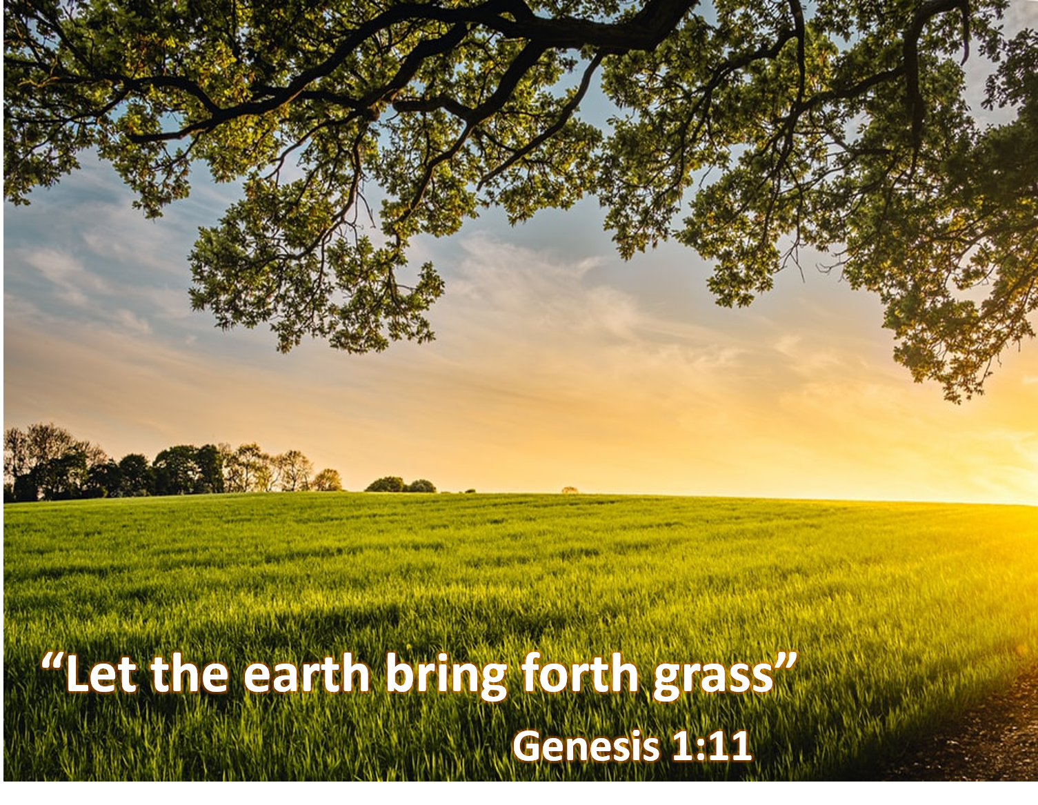 Let the Earth Bring Forth Grass.png