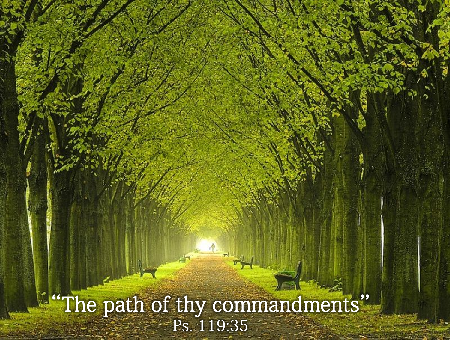 The Path of Thy Commandments.png