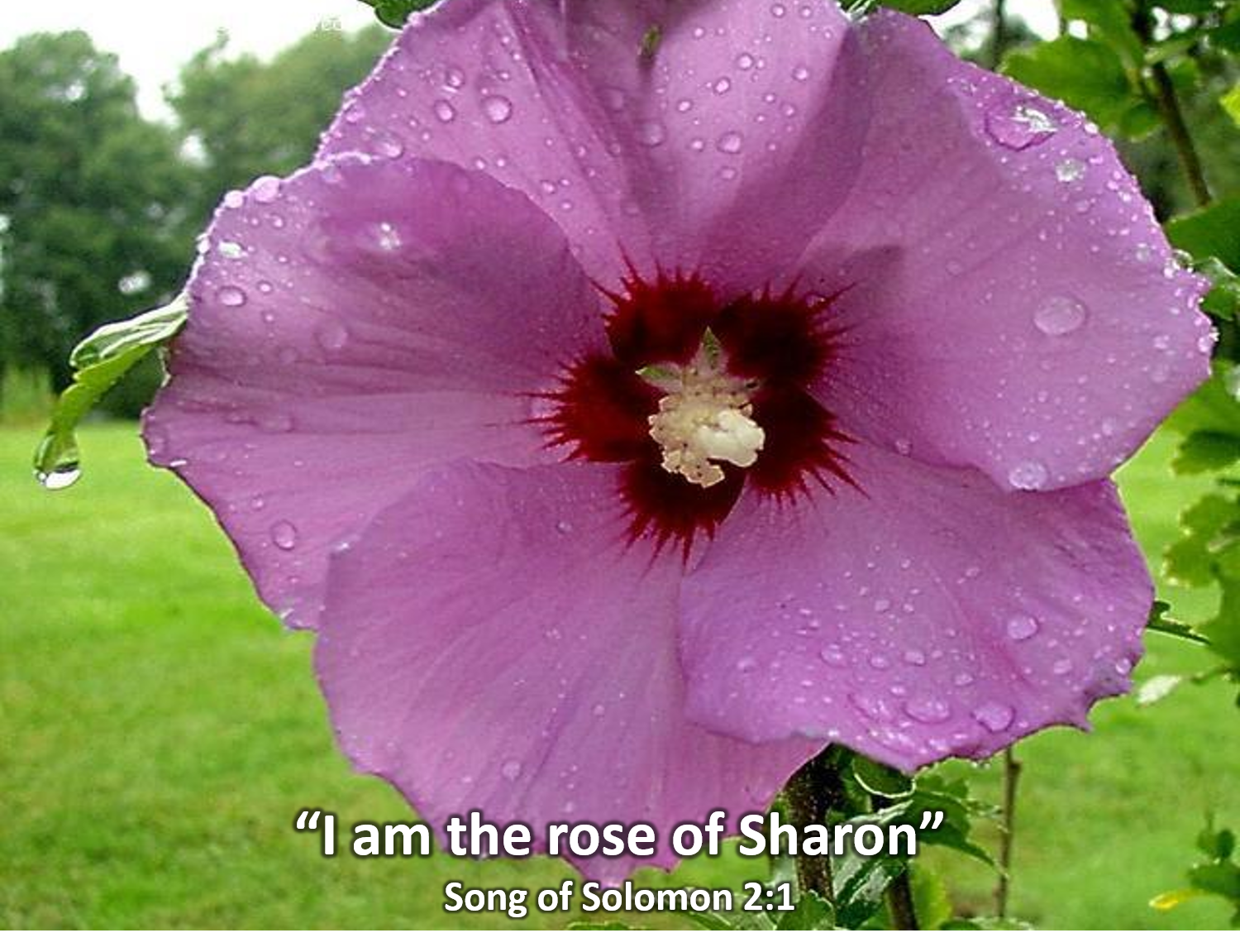 Rose of Sharon.png
