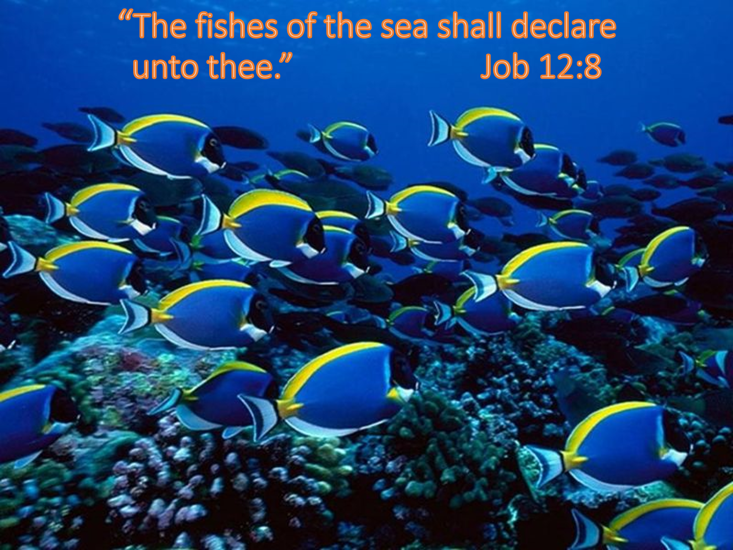 Fishes of Sea.png