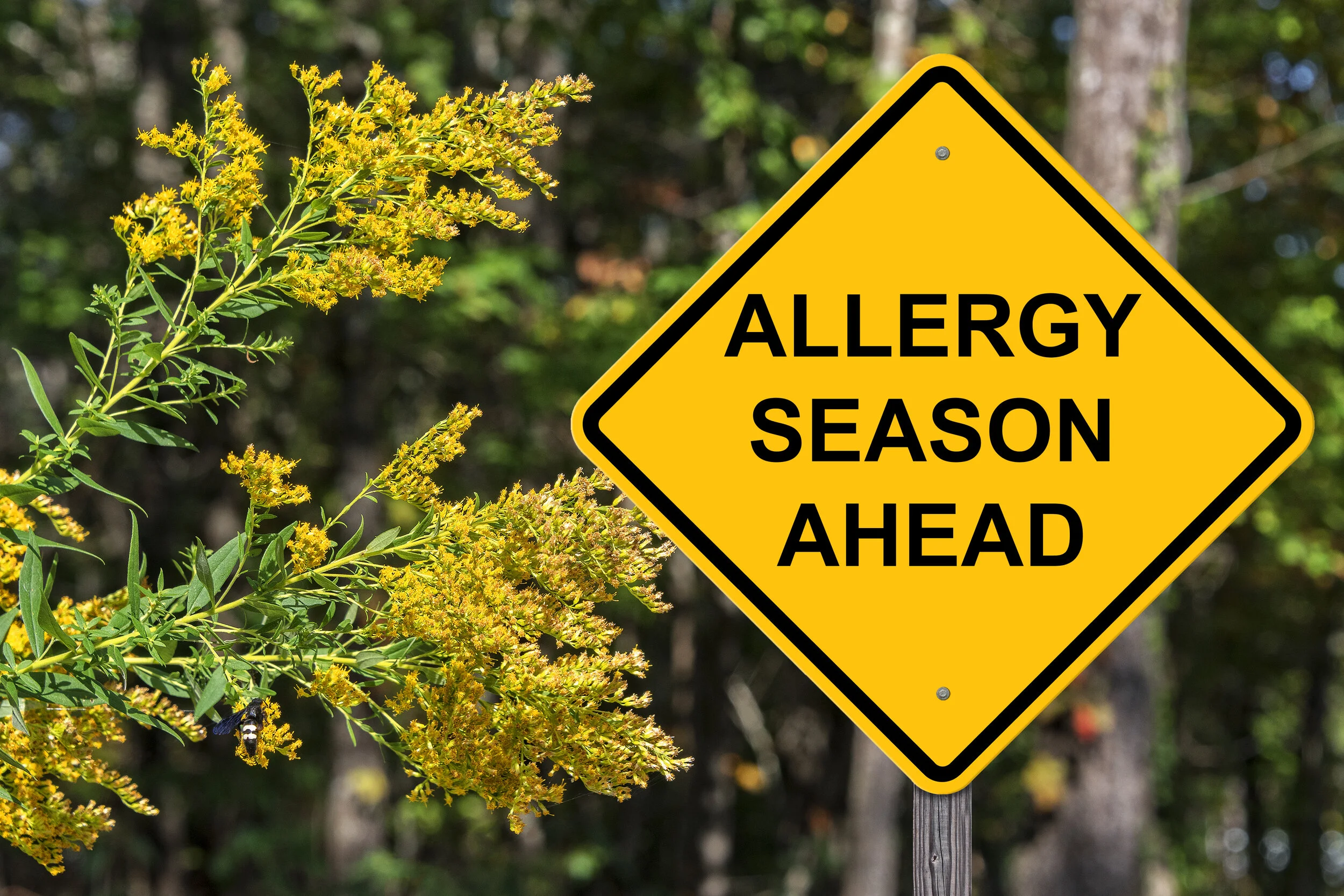 Beating Seasonal Allergies