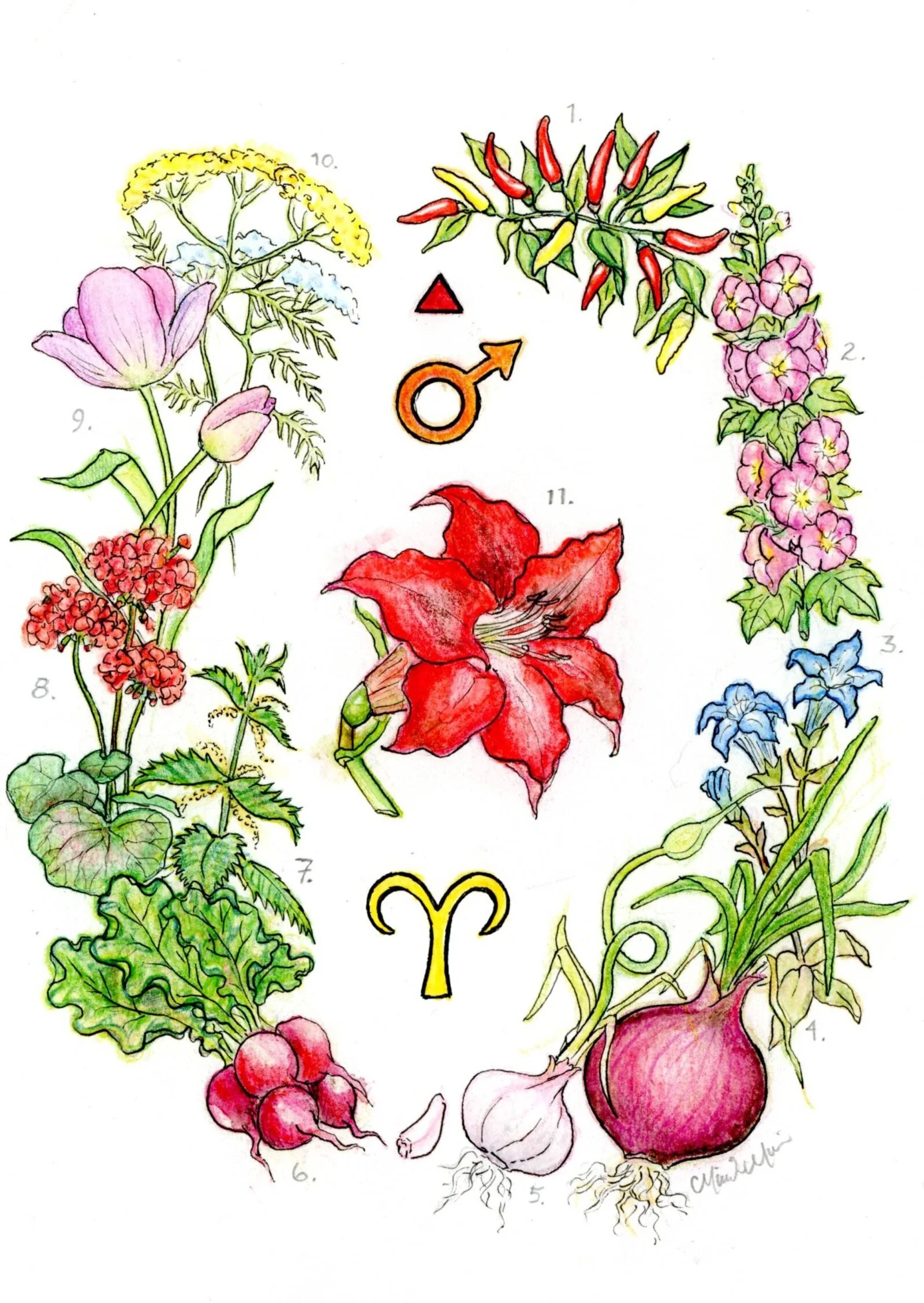 Aries