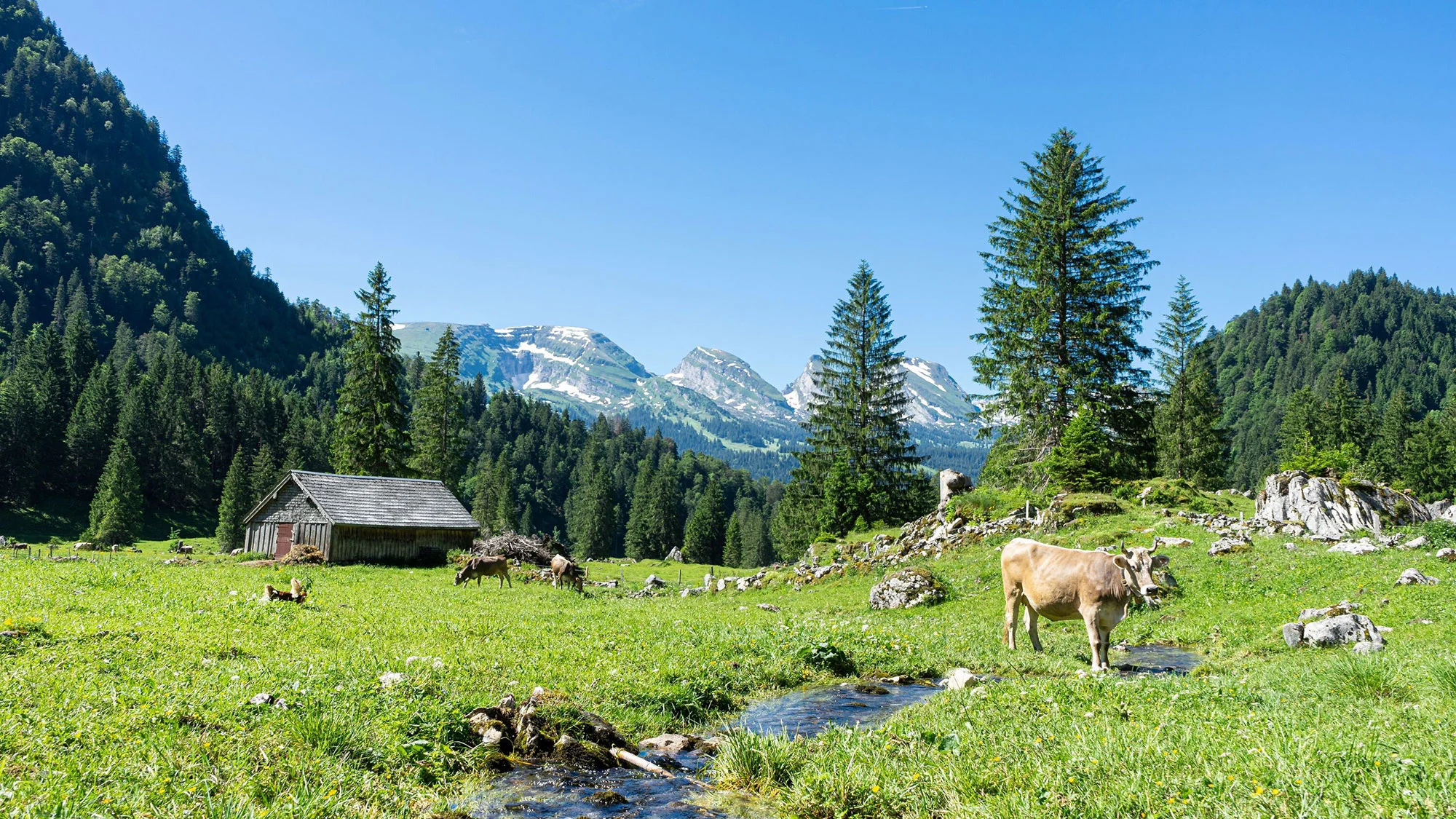 TVFormat-16_9-Sommer-im-Toggenburg.jpg