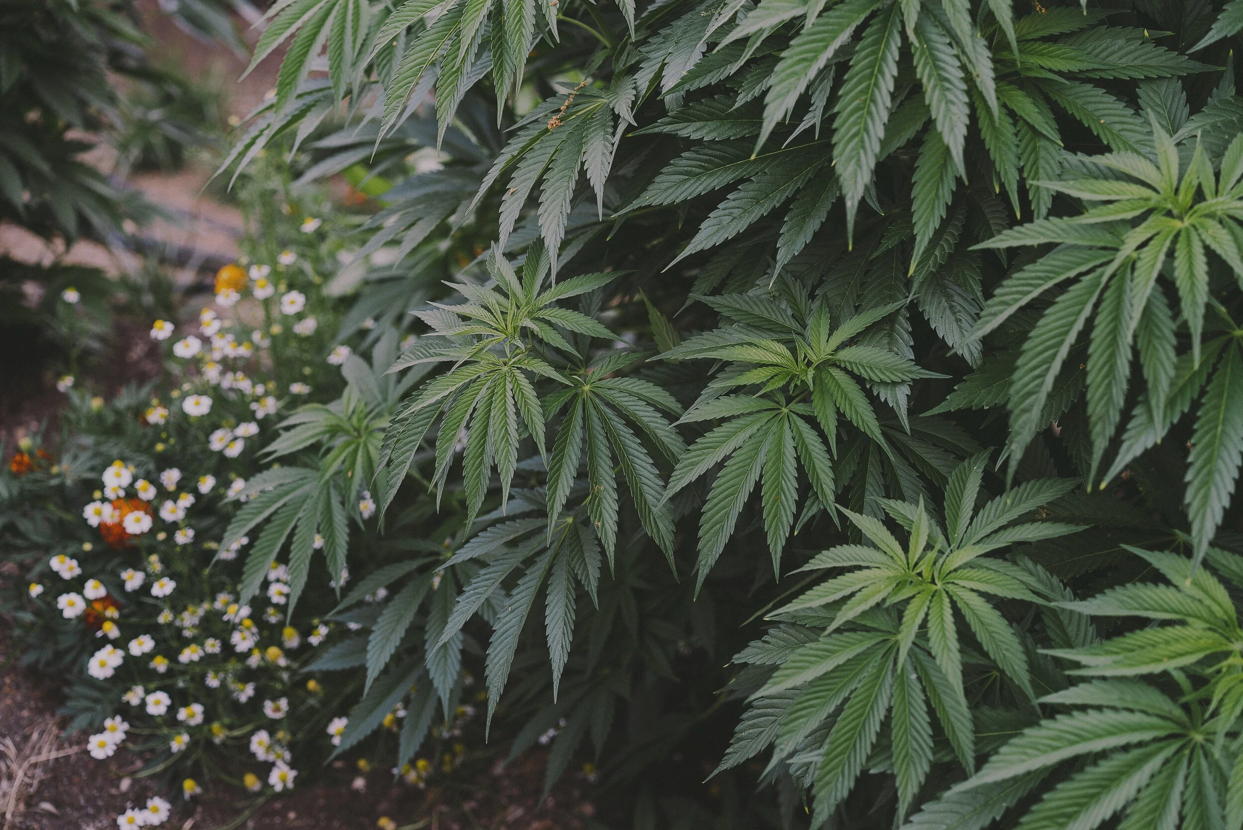 Lady+Sativa1+%282%29+%281%29.jpg