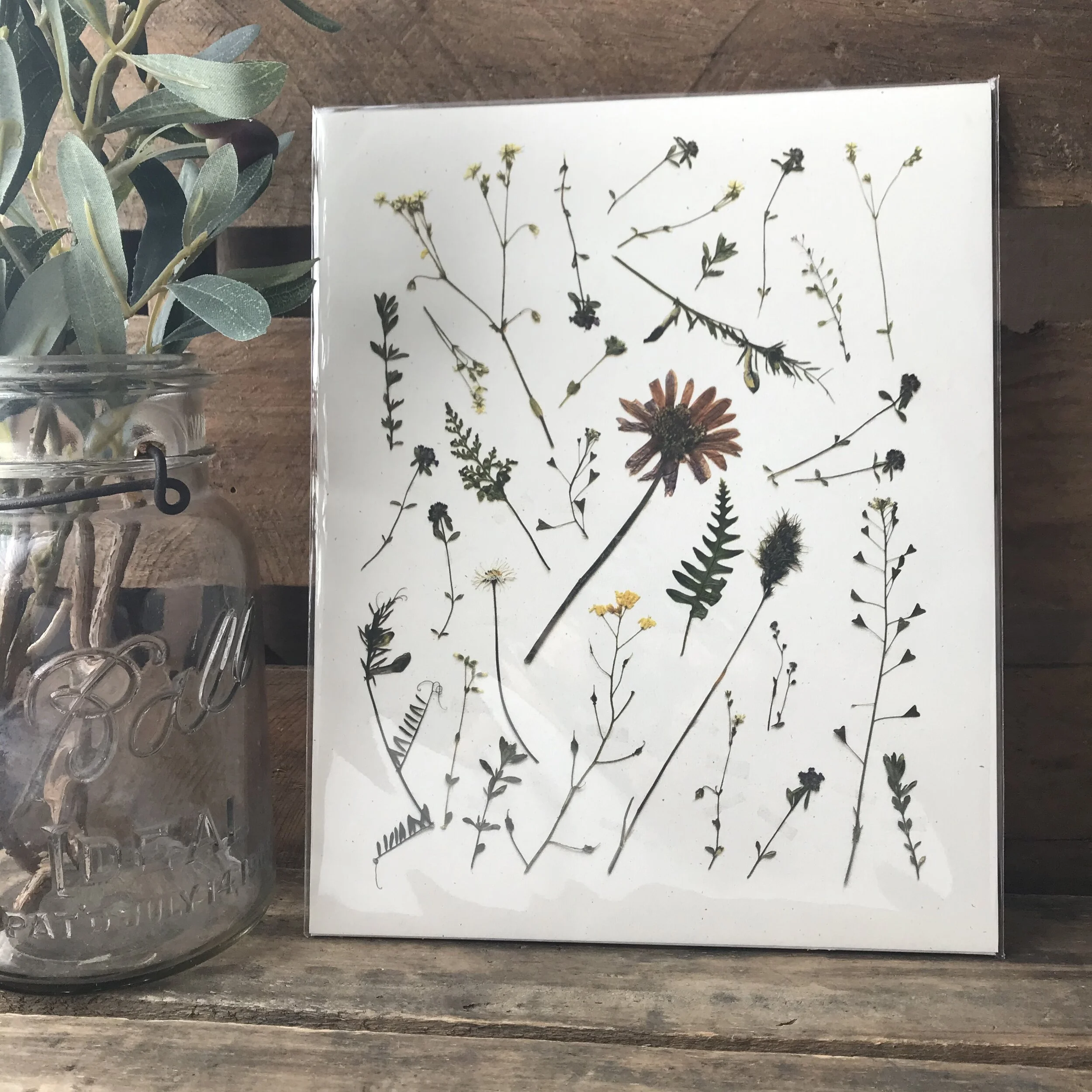 Pressed Italian Wild Sprigs Art Print