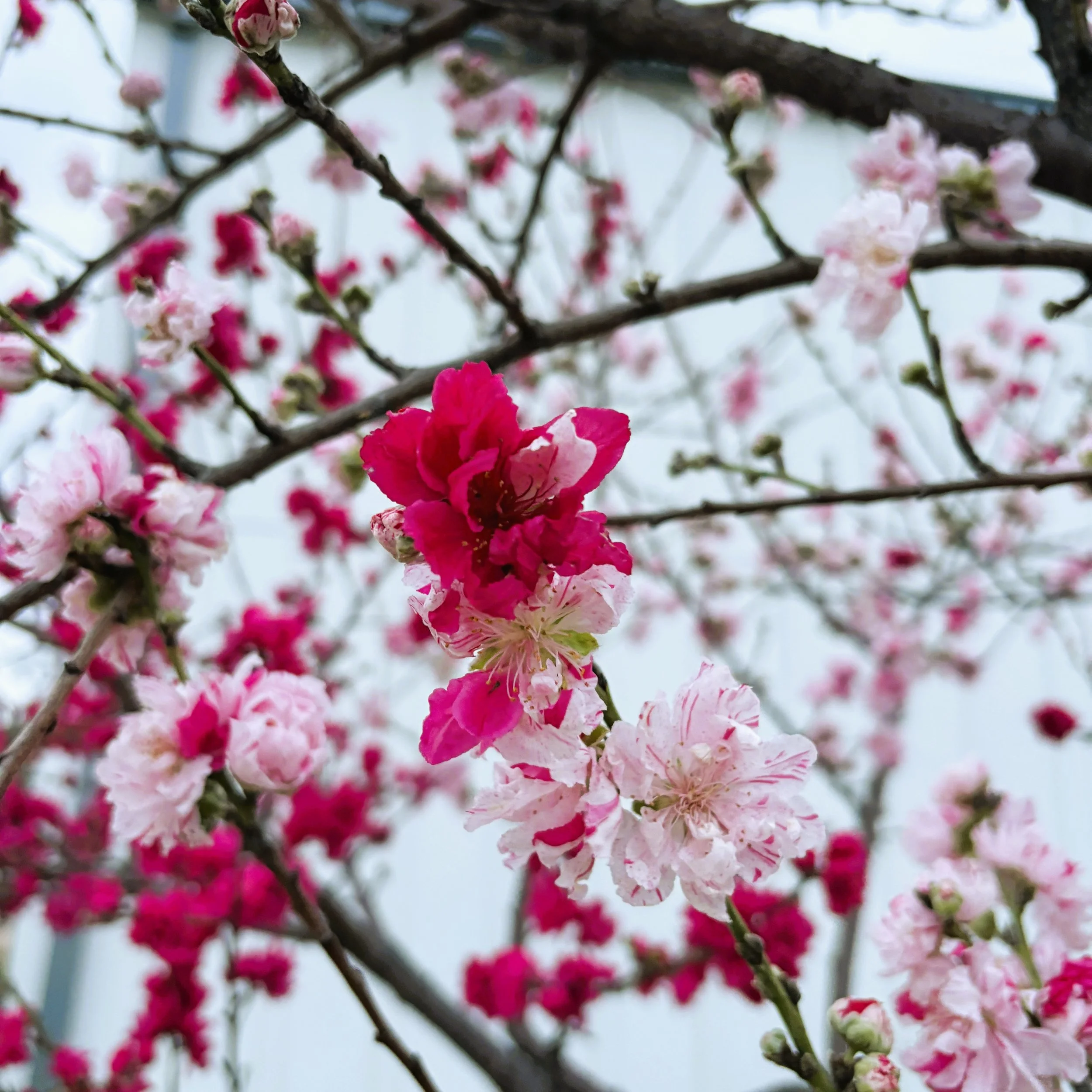 Spring in Bloom