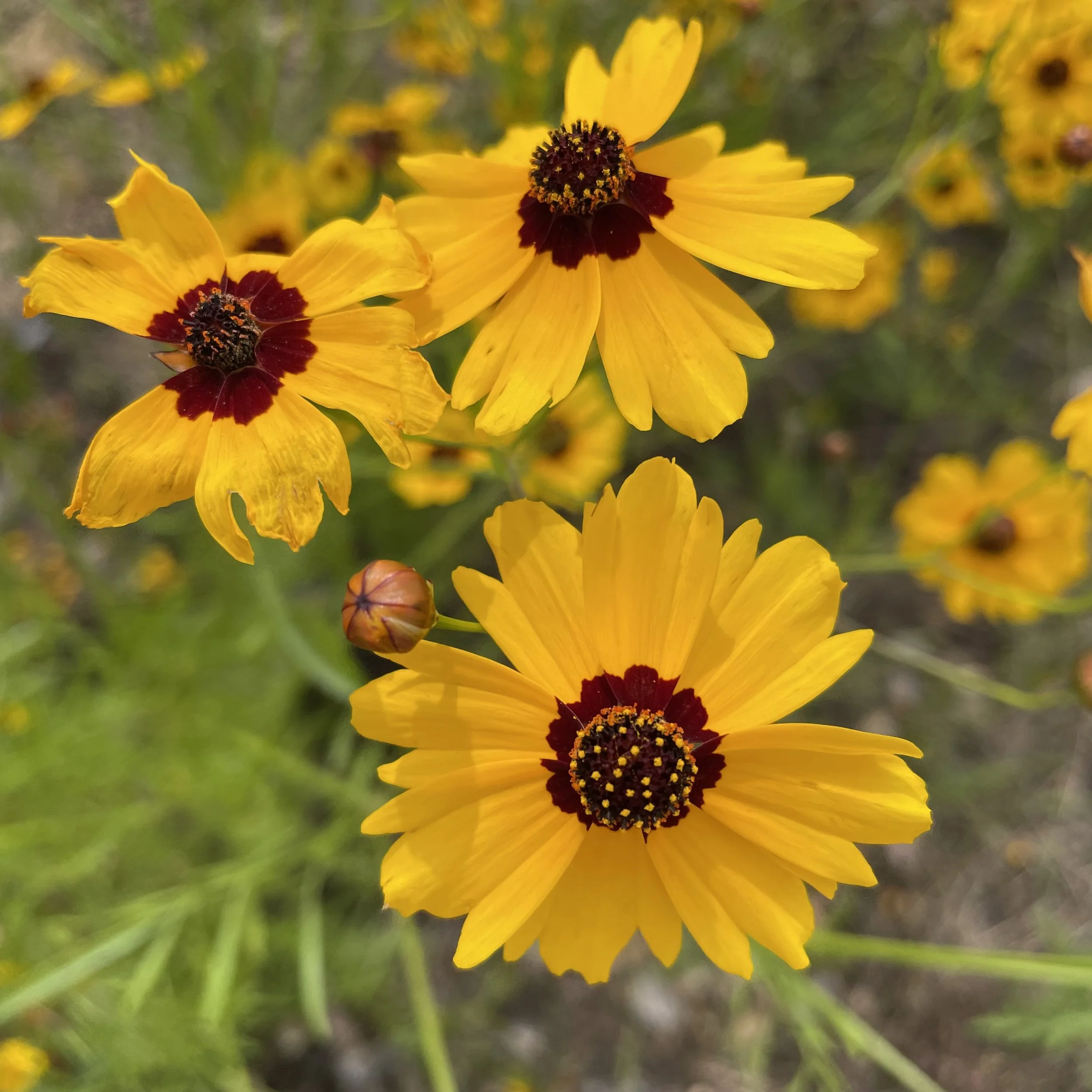 Summer Coreopsis