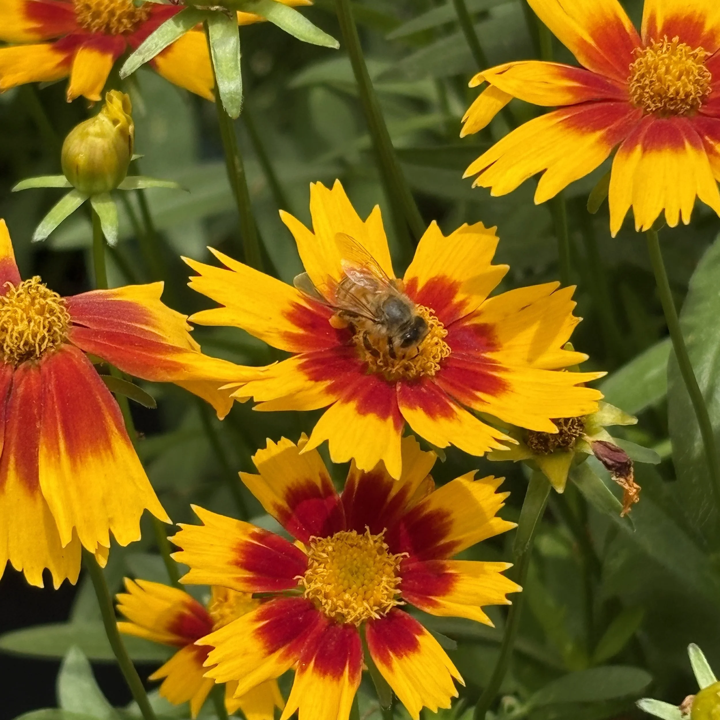Western honeybee on Indian Blanket Flower