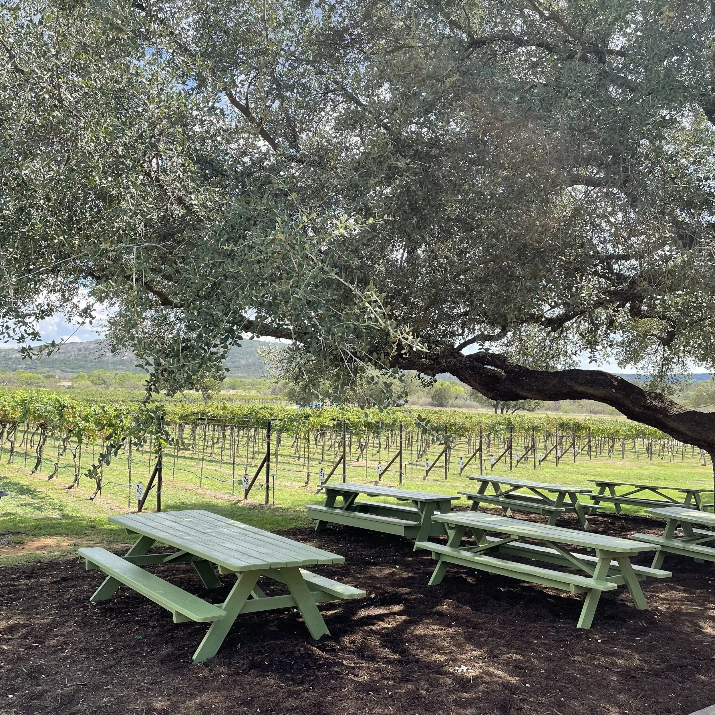 Al Fresco Dining at a Vineyard