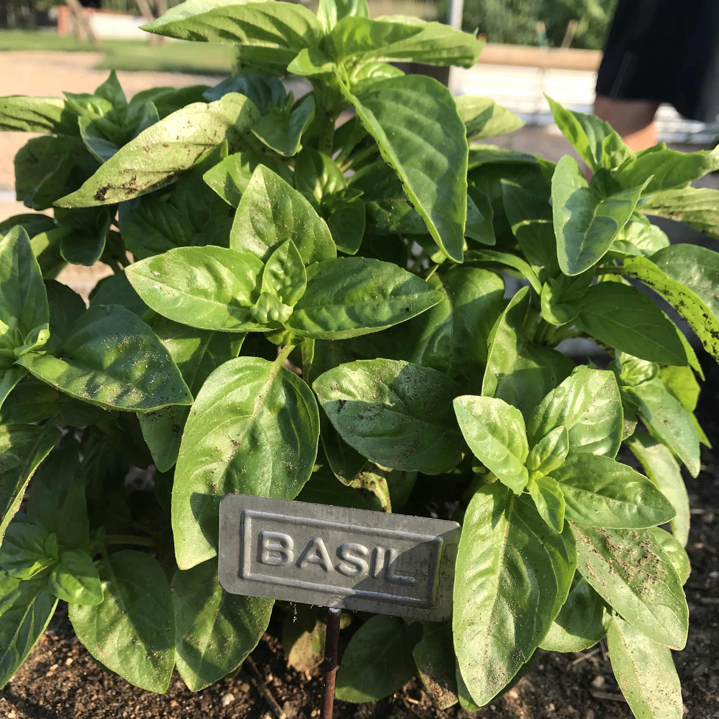 Garden Basil