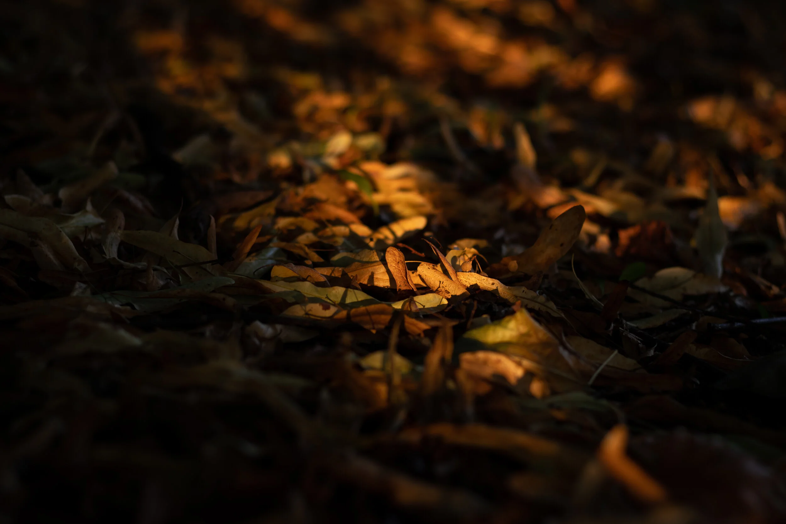 LightStriver-Philip-Budd-IMG-2320-Full-Colour-Nottingham-Arboretum-Autumn-Ground.jpg