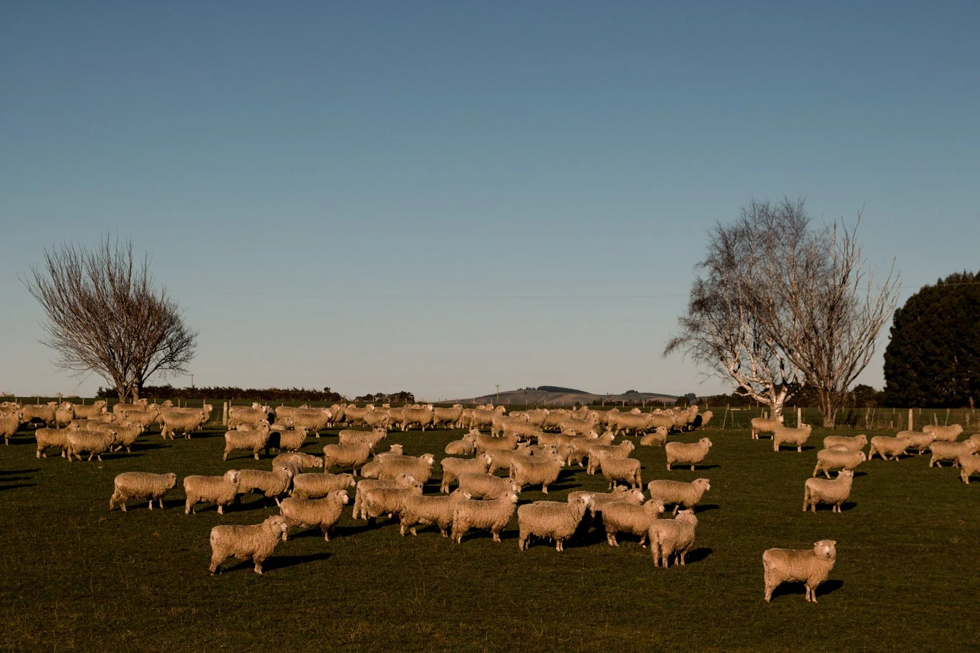NZ 2009
