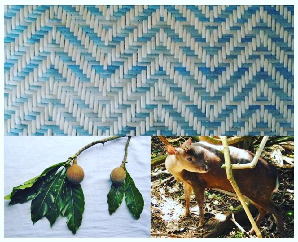 Wabbani works to protect the environment and its people. This is one of our patterns called Deer Trail in Tattoo Blue. The Brocket Deer zigzags across the forest floor, inspiring our weavers to name this pattern. The blue-gray dye of the Genipa fruit