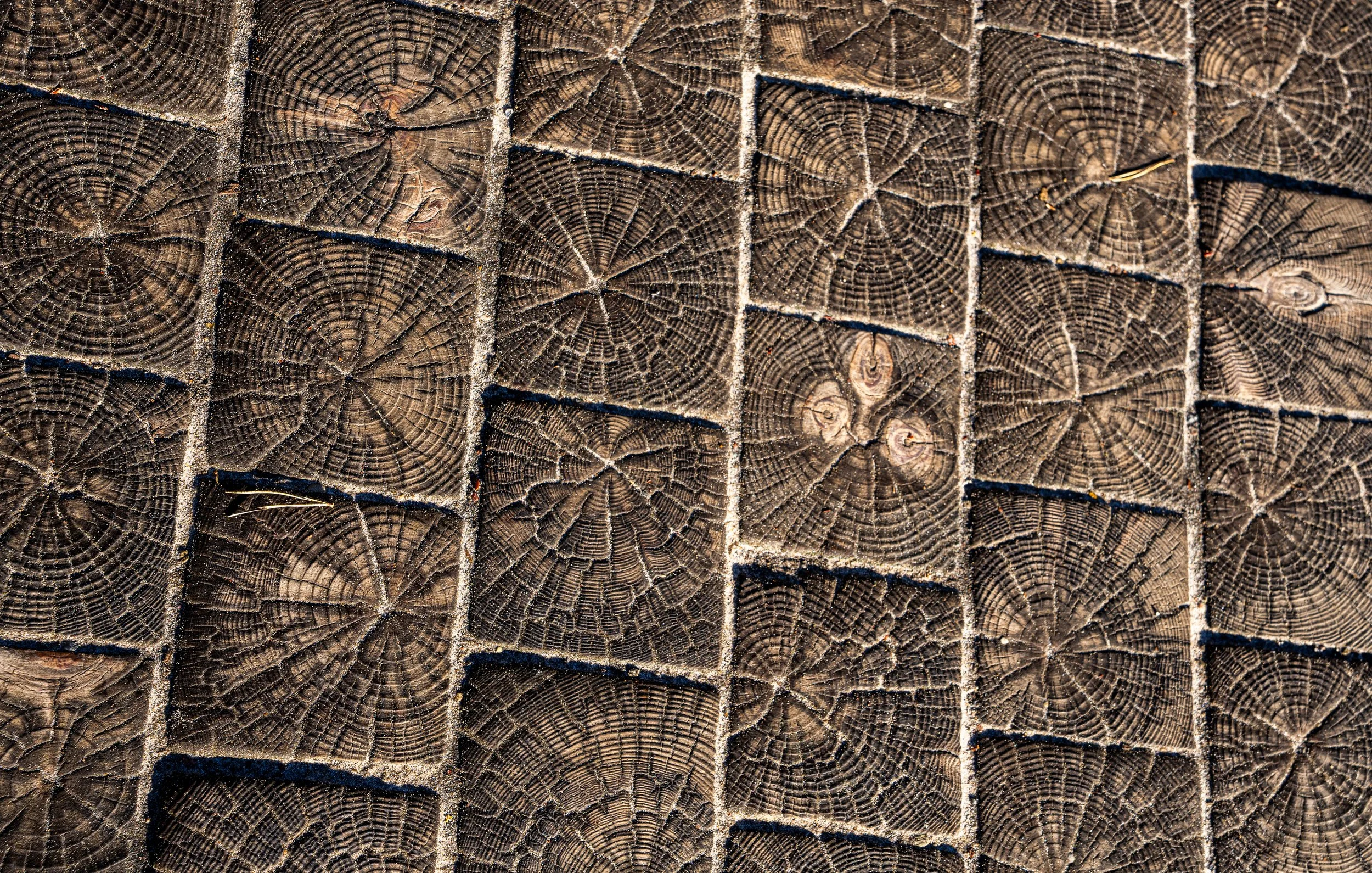 Palanga – Geometry of growth, fragments aligned, creating a tapestry of living patterns.