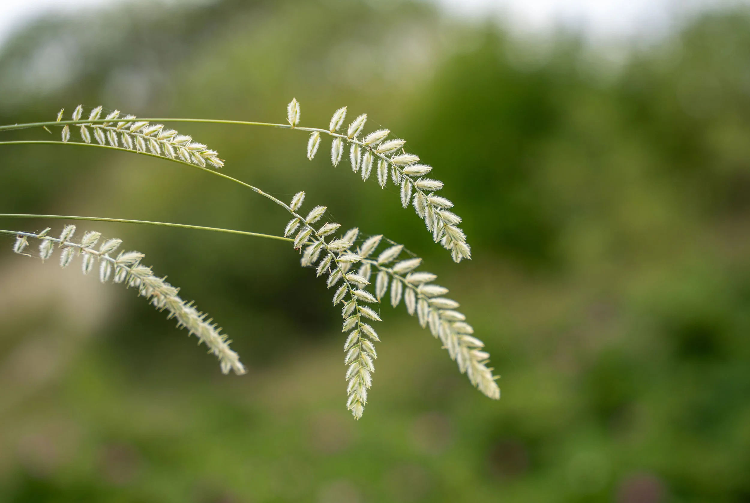 Baltic Sea – In the breeze, nature draws poetry with simple, fleeting lines of light.