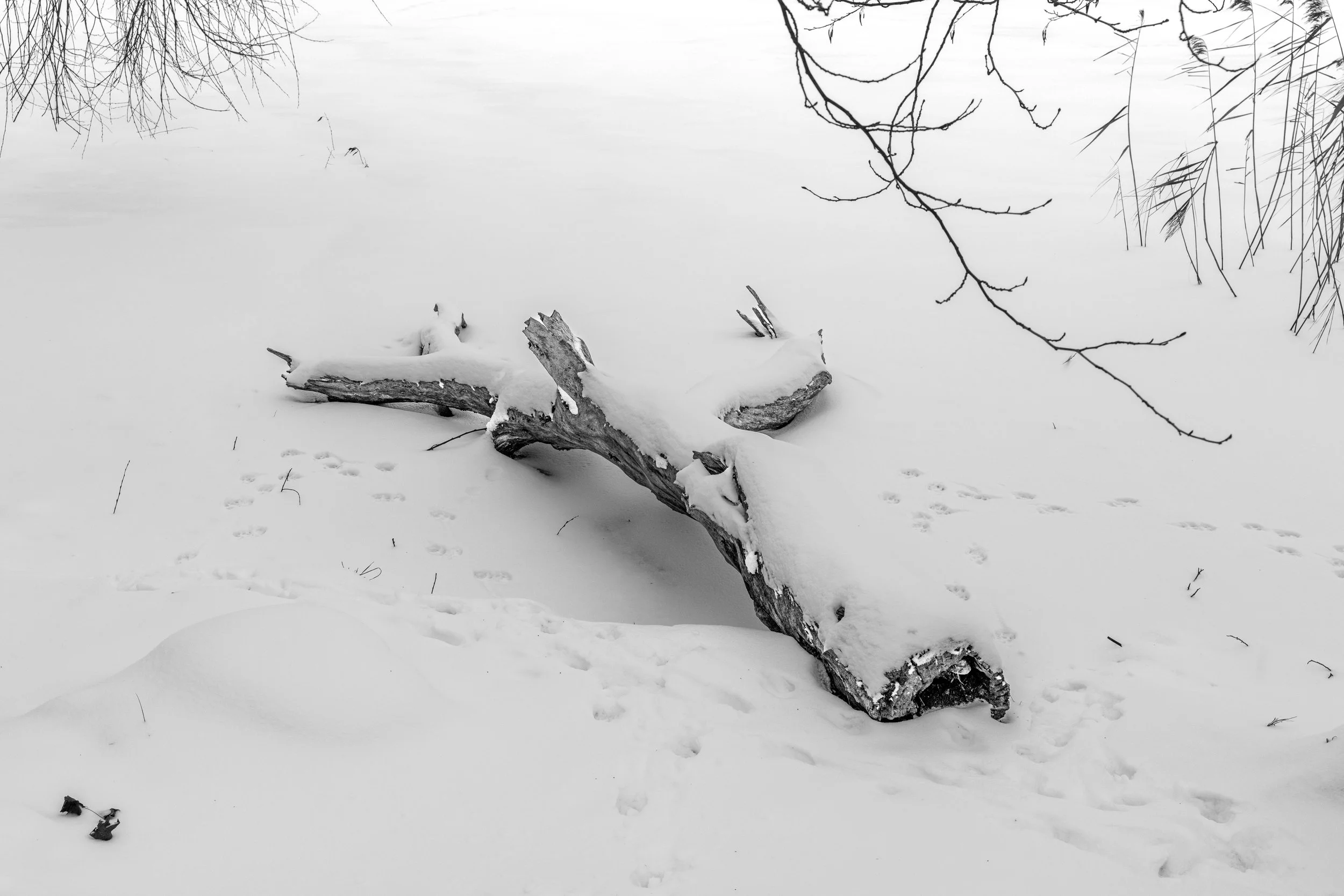 Krakai – In winter’s hush, even decay becomes sculpture, softened by the purity of snow.