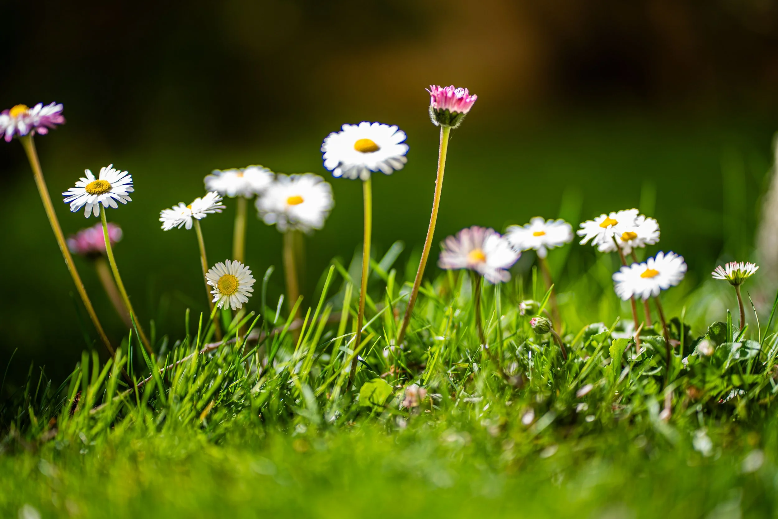 Home – Petals open gently, weaving colors into silence, where simplicity becomes a quiet celebration of life.