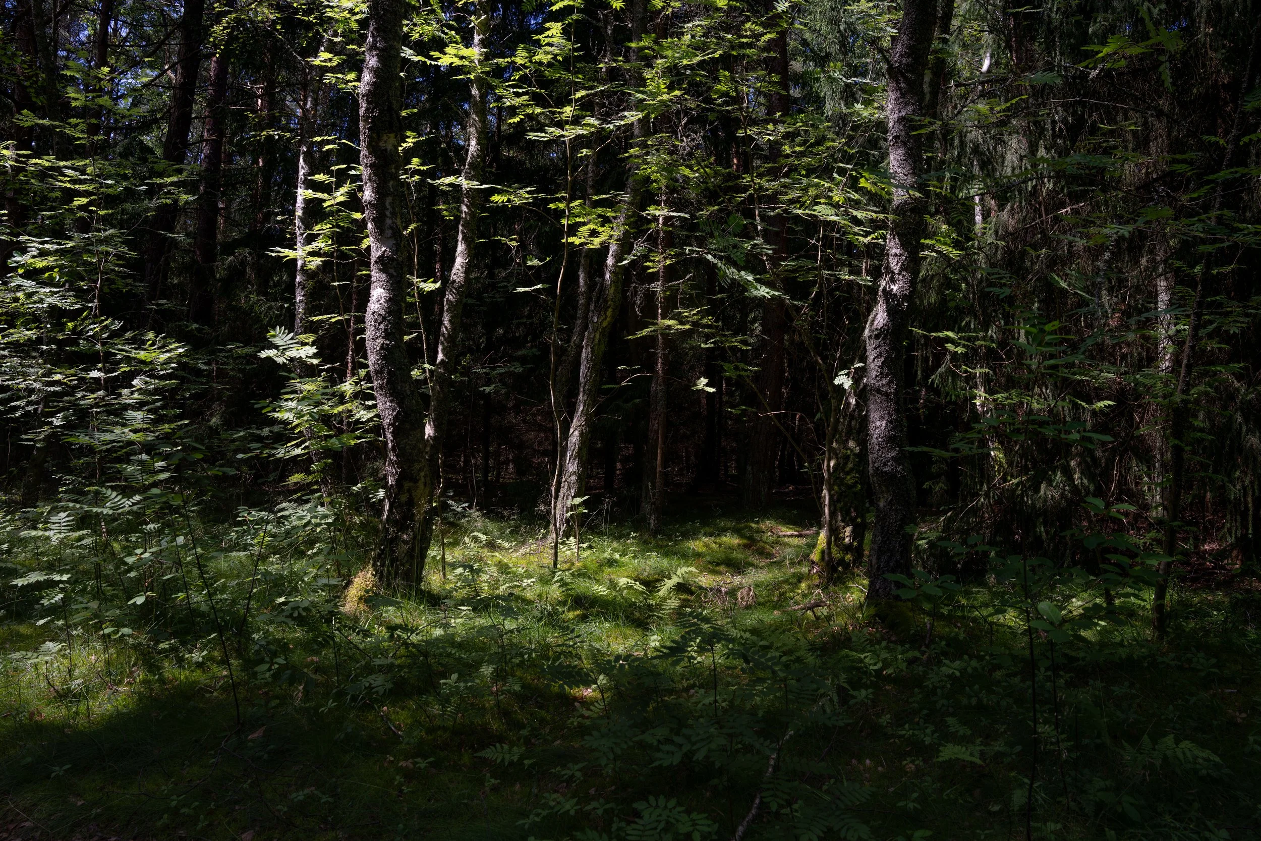 Neringa - Sunlight drips through branches, painting emerald whispers, while the forest guards secrets in shadowed silence.