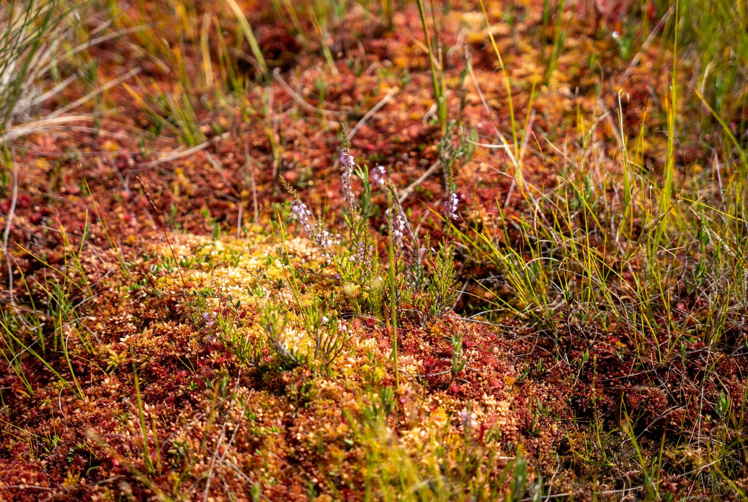 Estonia – Moss and heather weave carpets of color, soft whispers of earth glowing beneath northern skies.