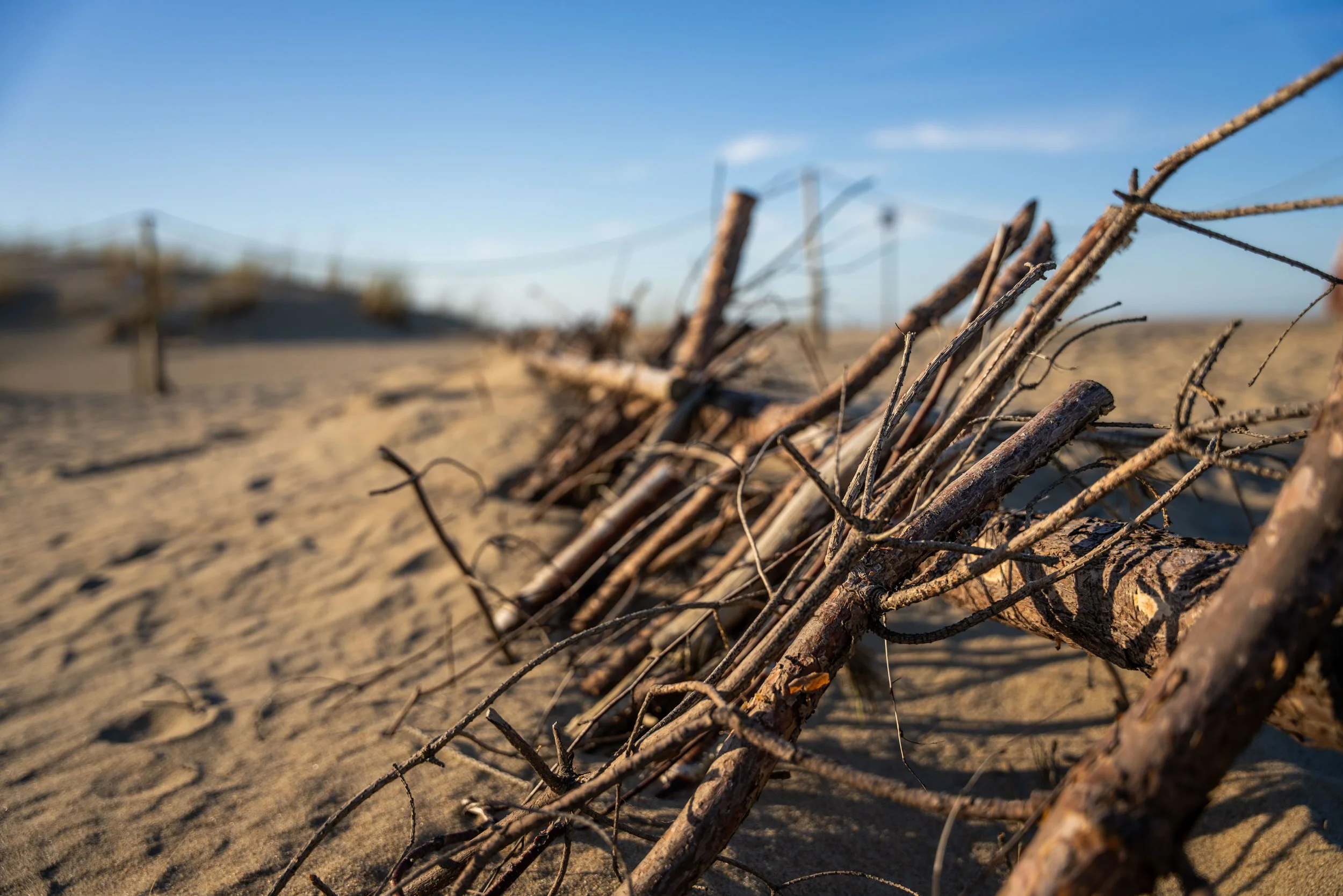 Neringa – Twigs intertwined with sand, silent witnesses of wind, erosion, and time.