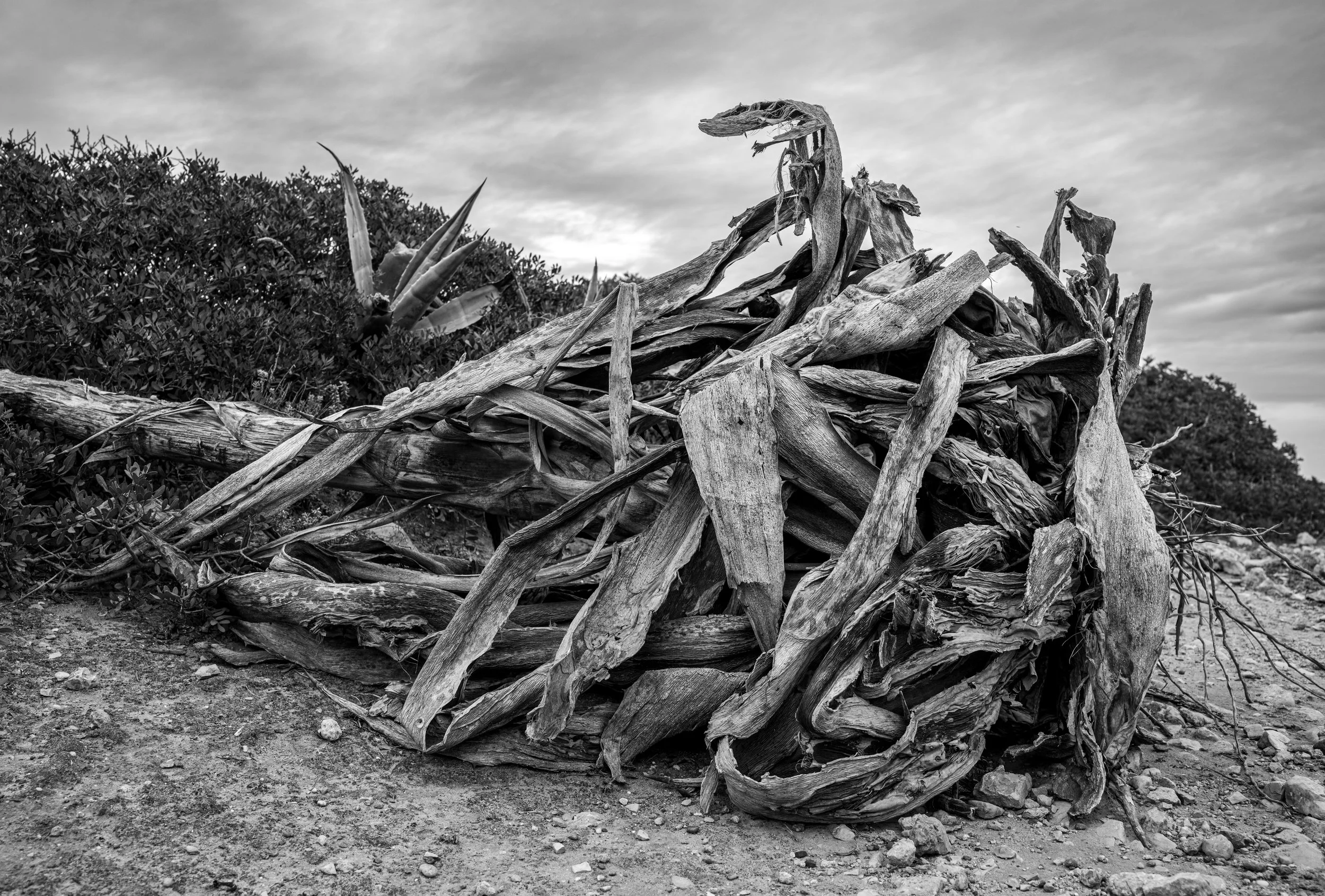 Algarve – Twisted roots, etched by time. A sculpture born from decay, where texture becomes story.