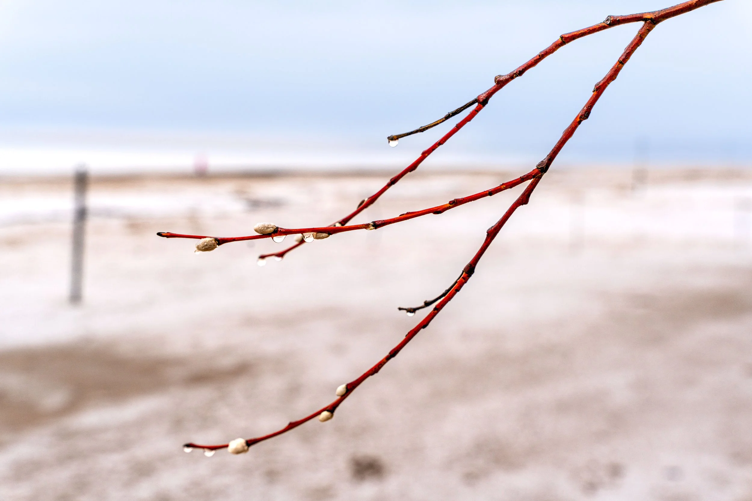 Jurmala – On the shore’s edge, tender shoots wait, balancing winter’s memory with spring’s quiet arrival.