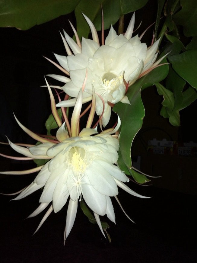 &ldquo;God spoke today in flowers, and I, who was waiting on words, almost missed the conversation&rdquo; 

#IngridGoffMaidoff