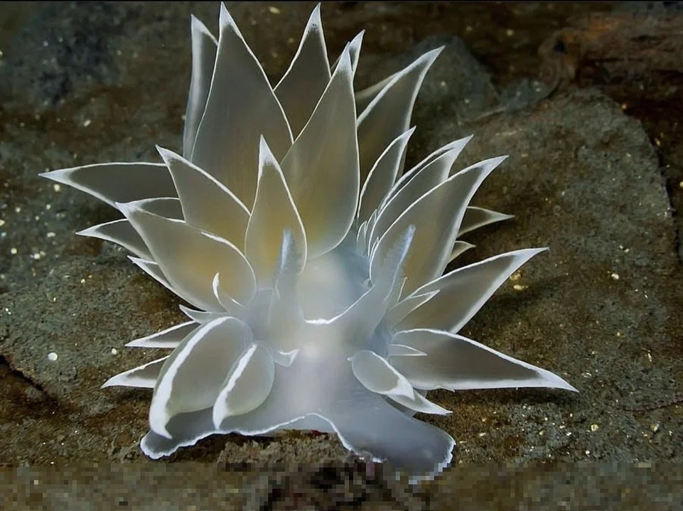 Alabaster Nudibranch