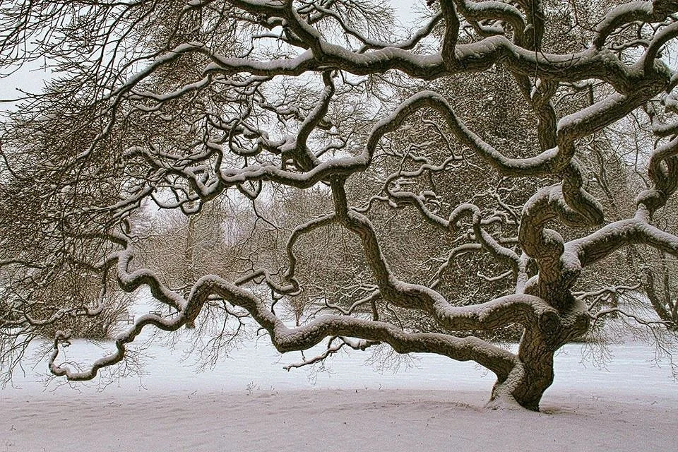 Japanese Maple Tree in Winter